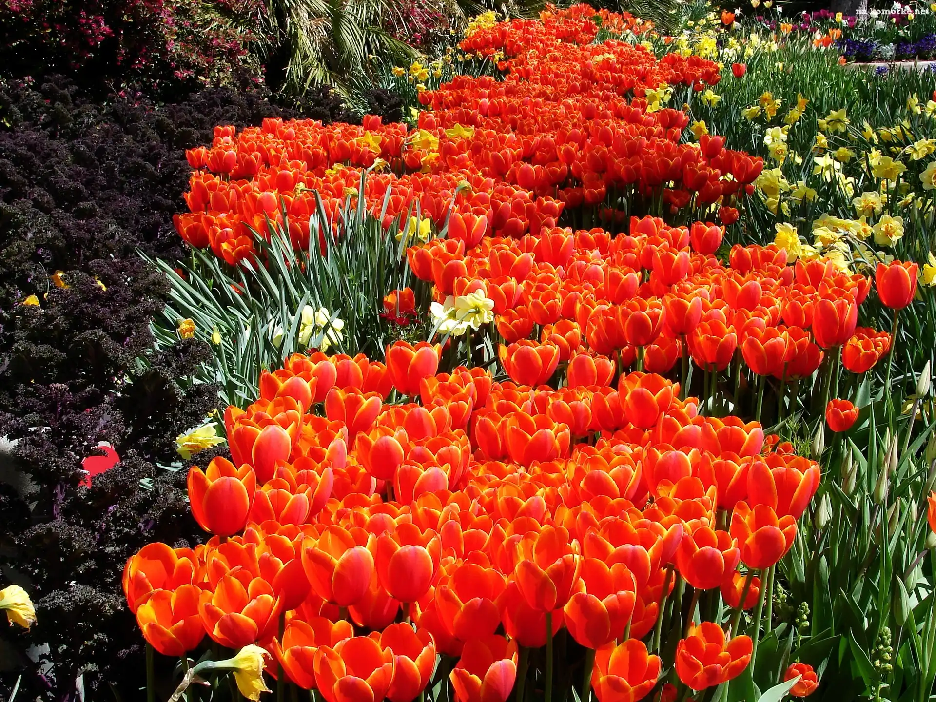 Pomarańczowe, Kwiatowy, Tulipany, Dywan