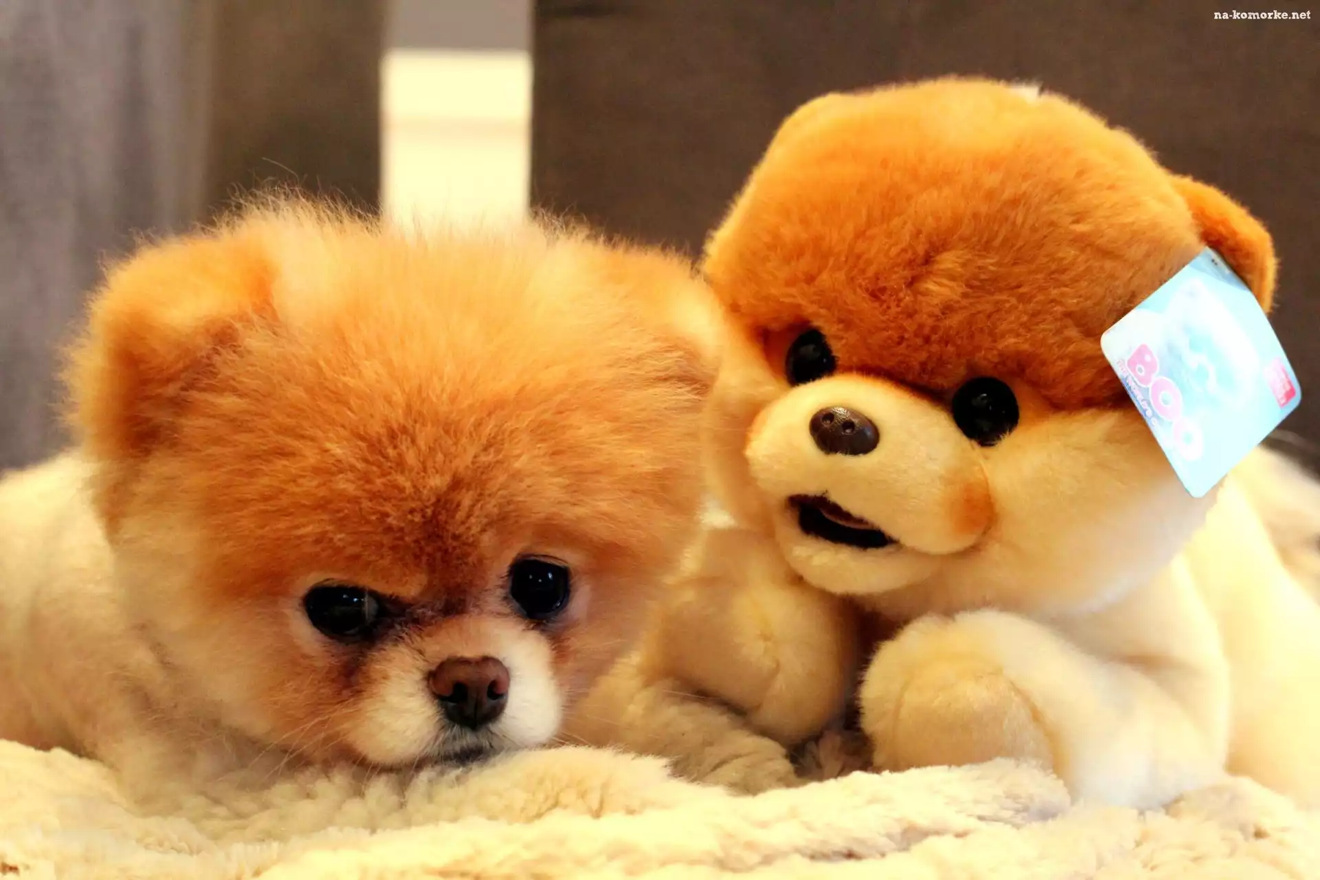 Pies, Pluszak, Szpic miniaturowy, Pomeranian