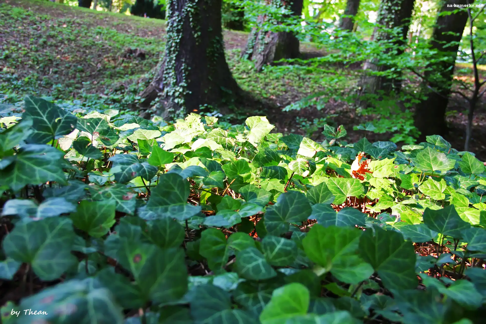 Bluszcz, PorastajÄ…cy, Park