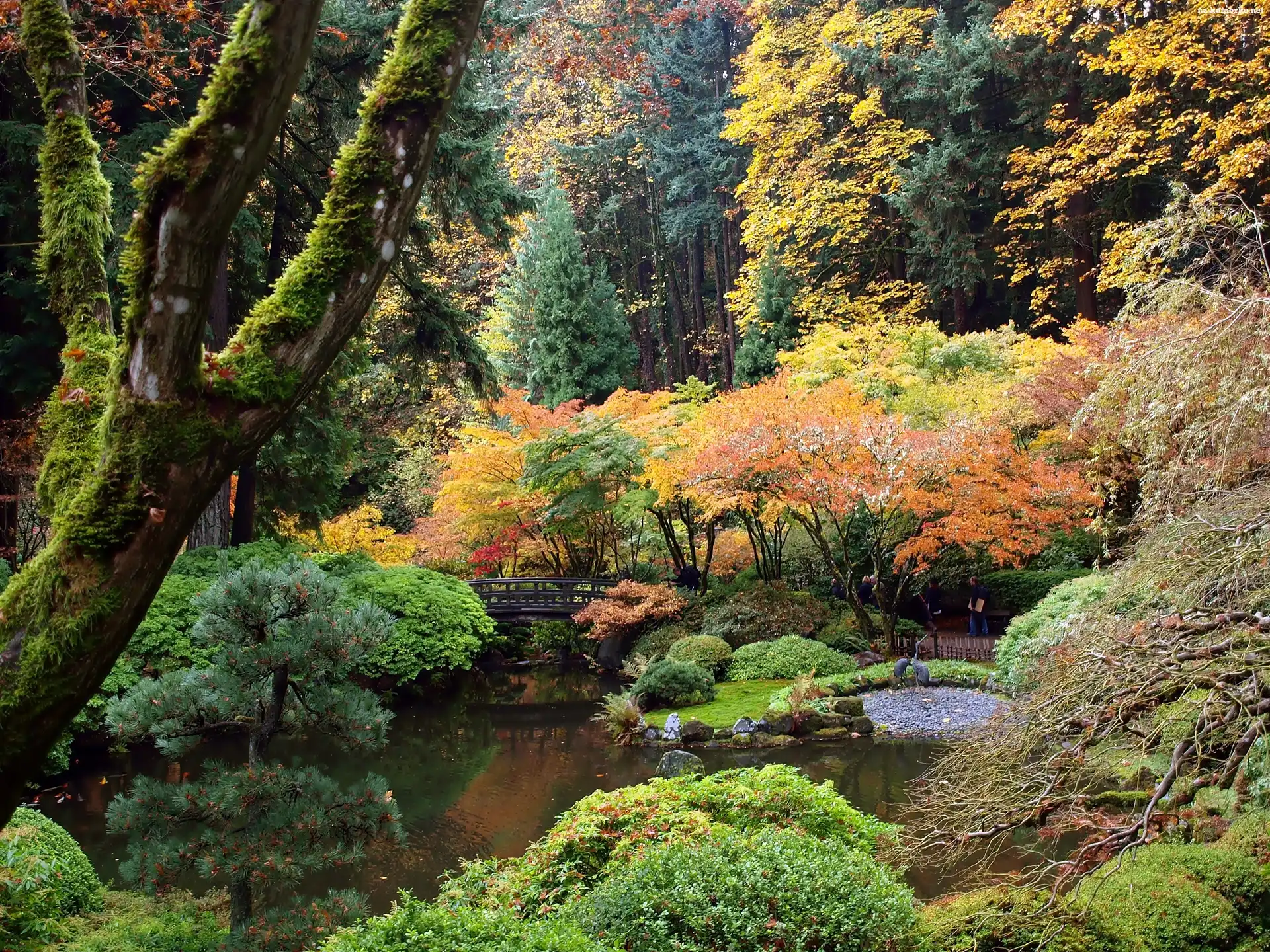 Japoński, Portland, Oregon, Ogród, Staw, Mostek, Park