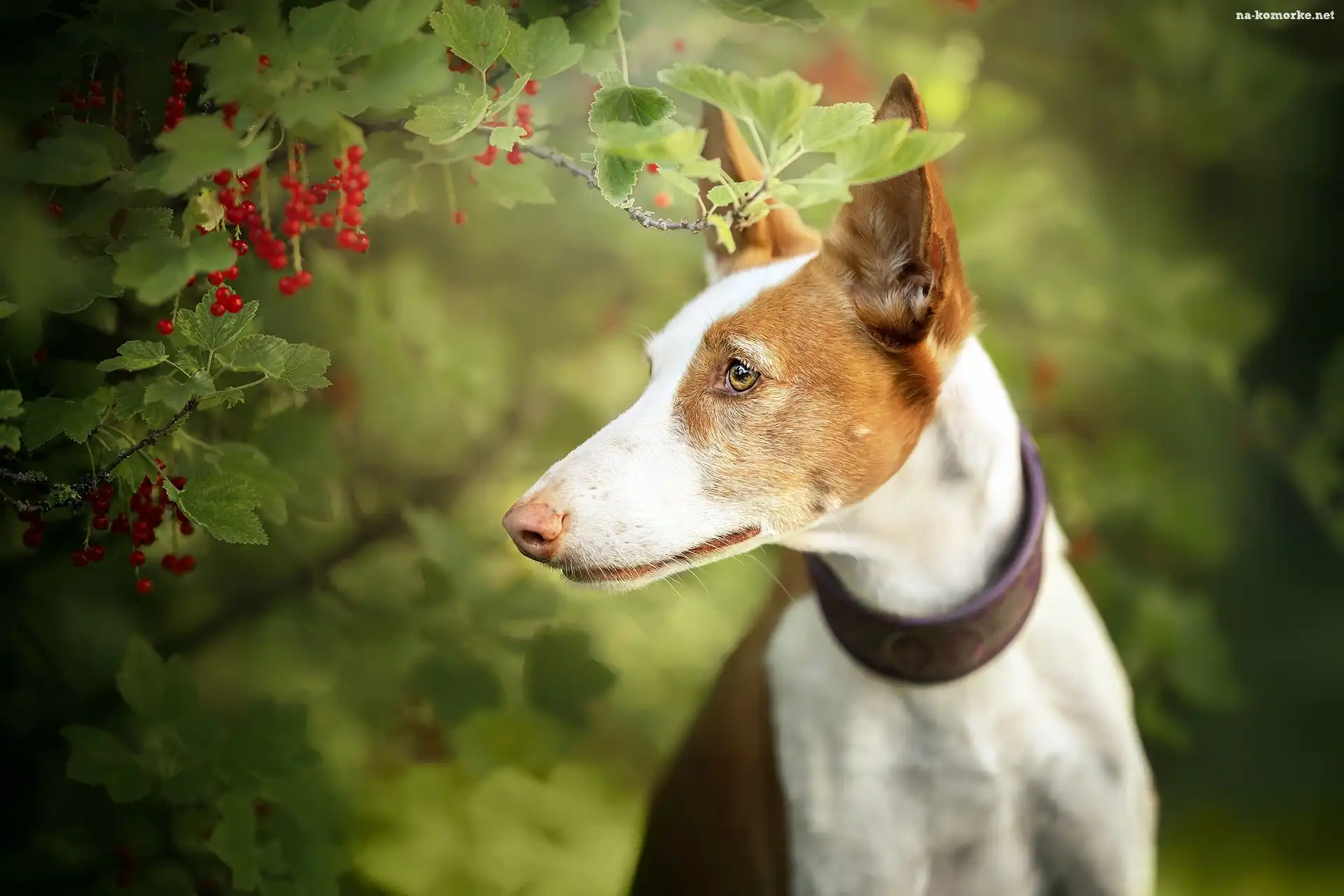 Porzeczki, Pies, Basenji, Krzew, Gałązki