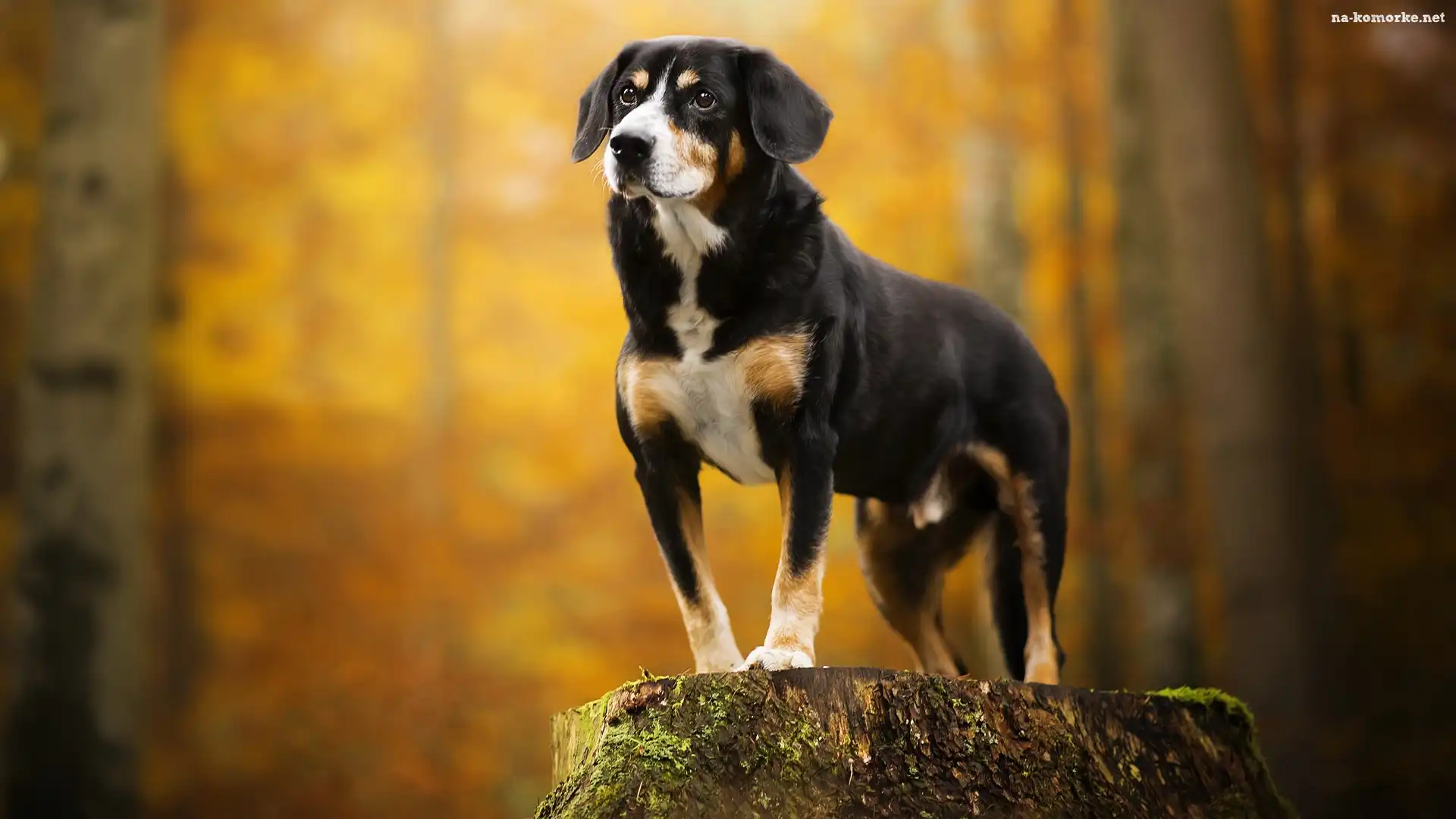 Pies, Pień Entlebucher, Entlebucher, Postawa
