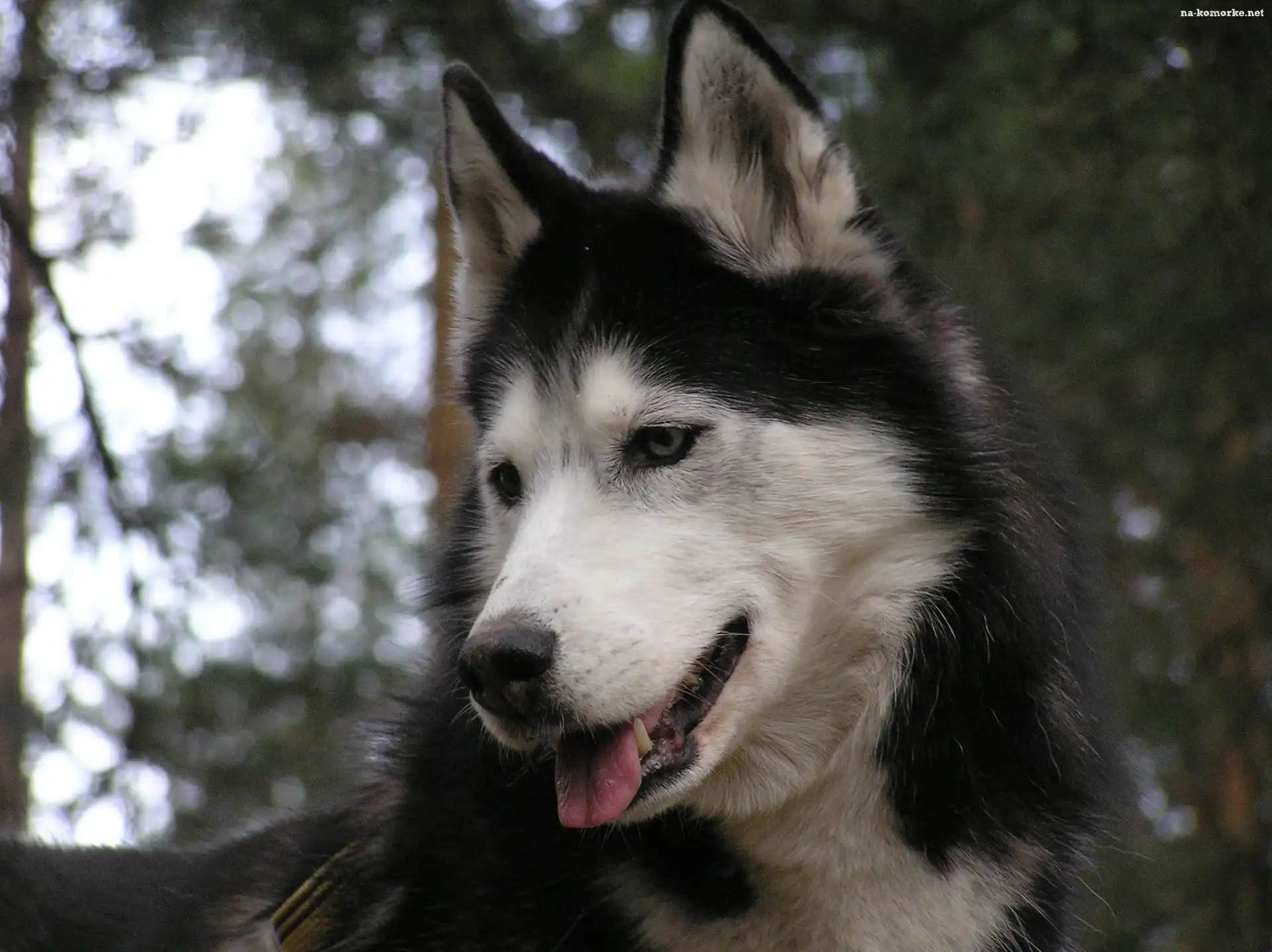 postawione, uszy, Siberian Husky