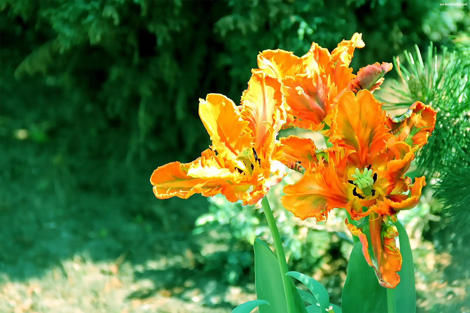 Tulipany, Postrzępione, Płatki