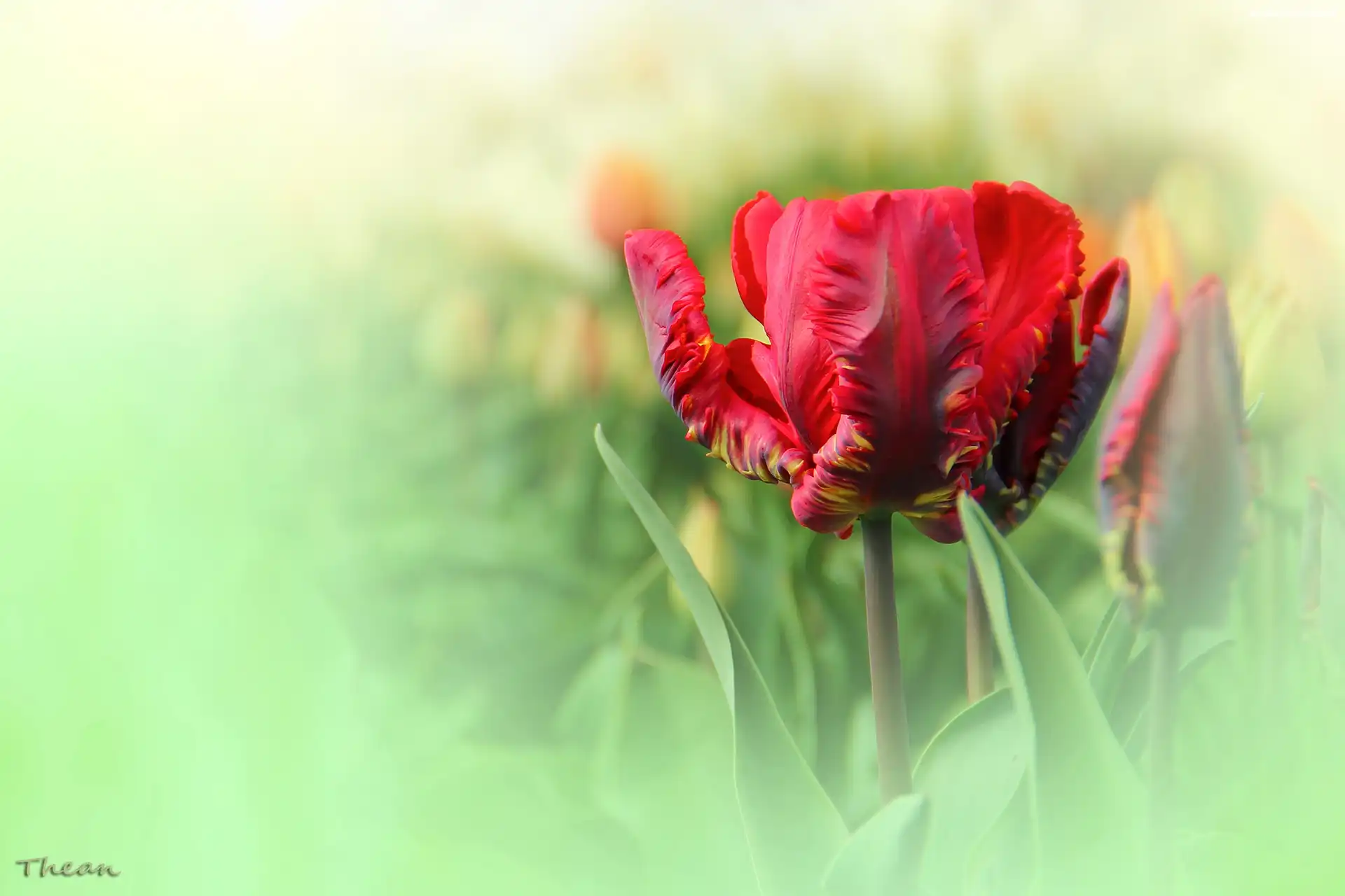Czerwony, Postrzępiony, Tulipan