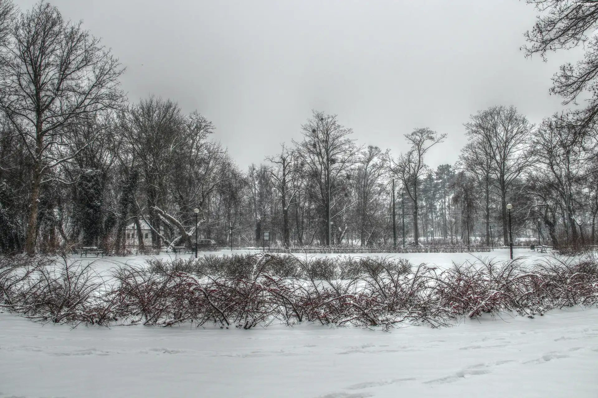 Zima, Poznań, HDR, Drzewa, Krzewy, Park, Plac Spiski