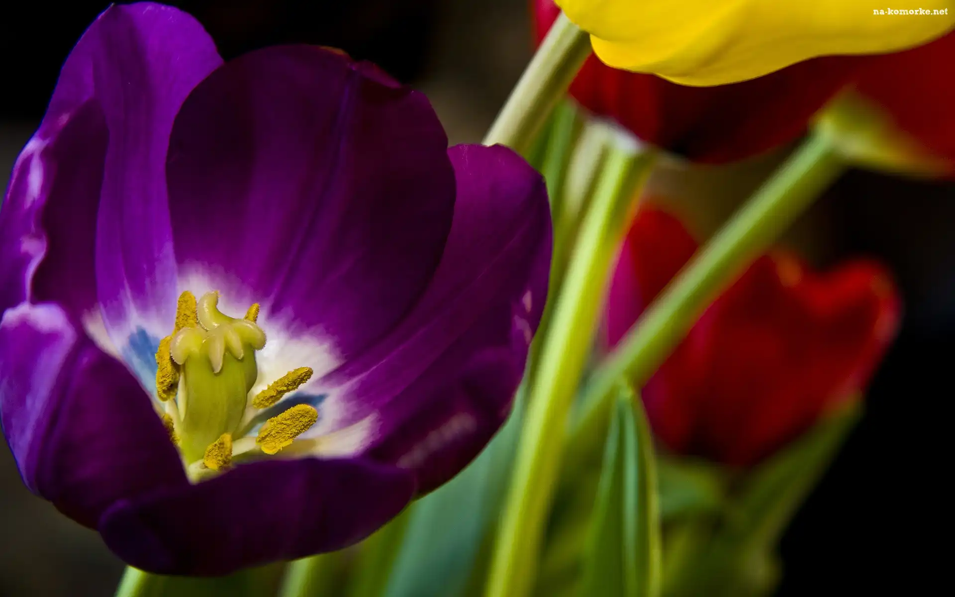 PrÄ…cie, Tulipan