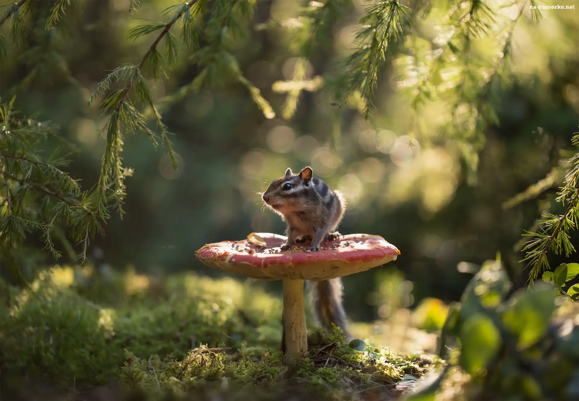 Światło, Gałązki, Grzyb, Pręgowiec, Chipmunk
