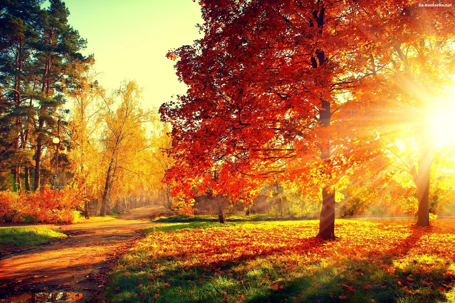 Promienie Słońca, Jesień, Park, Aleja, Drzewa