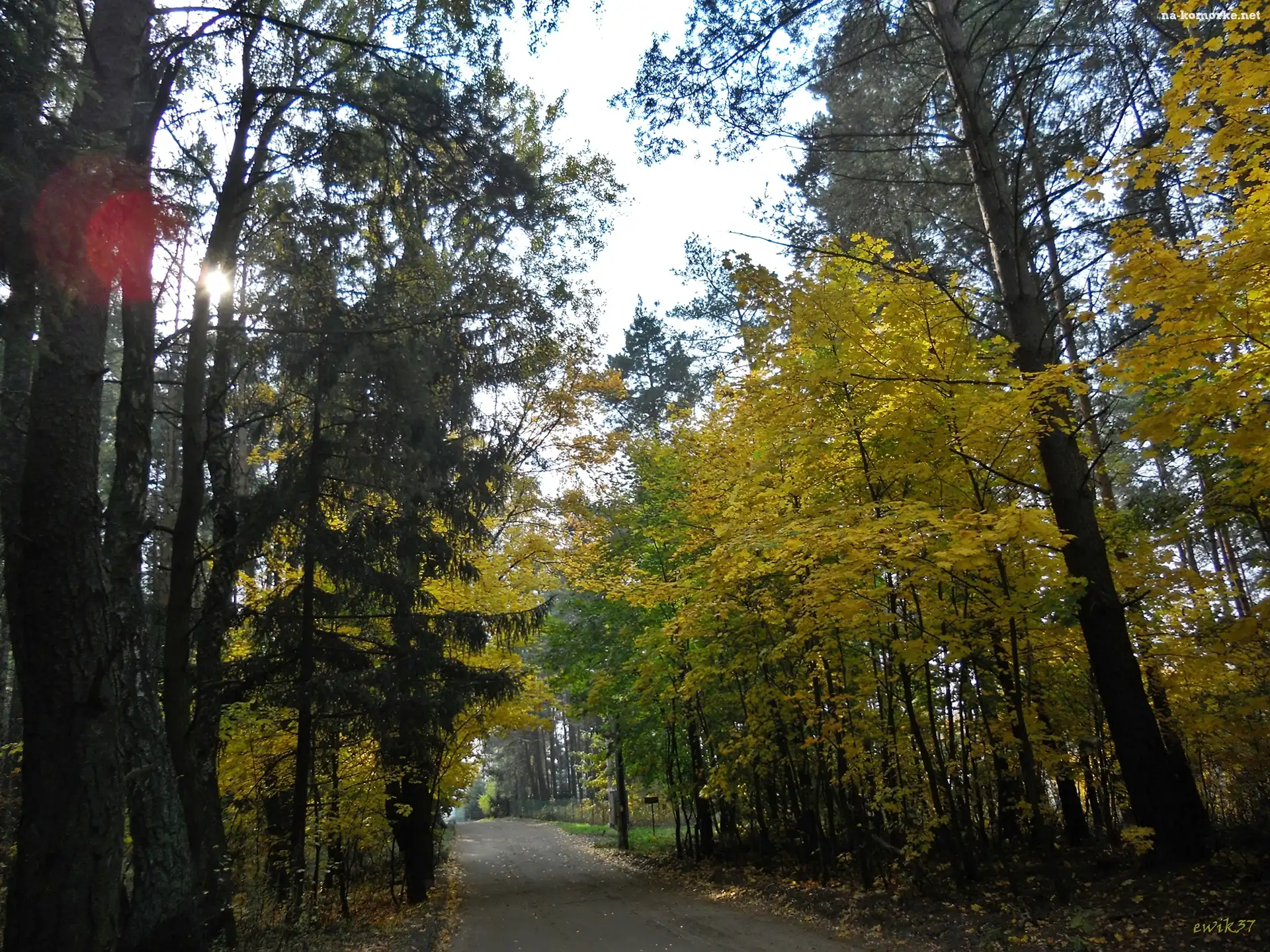 Promienie, Las, Drzewa, Droga, Słoneczne