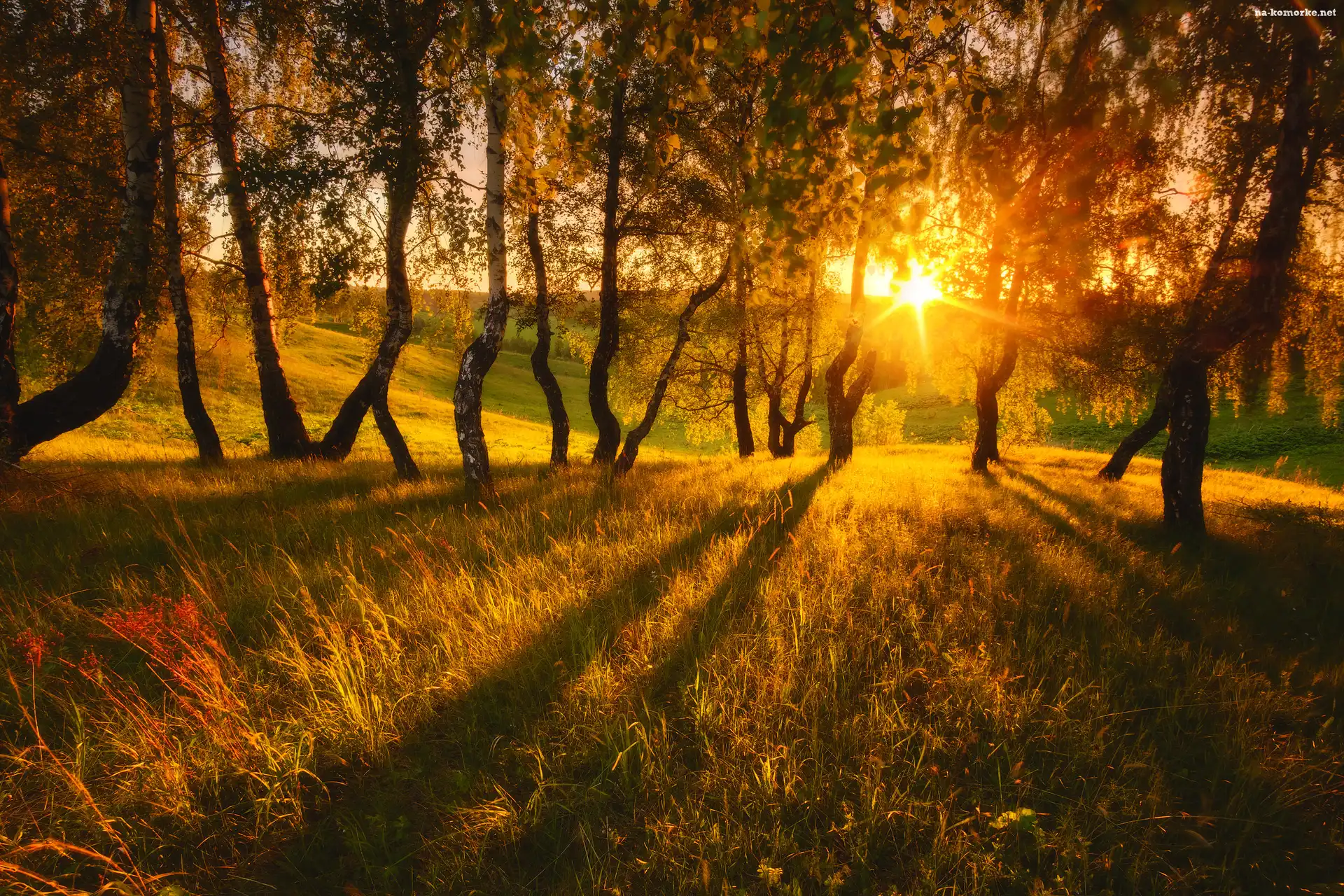 Promienie słońca, Trawa, Drzewa, Brzozy