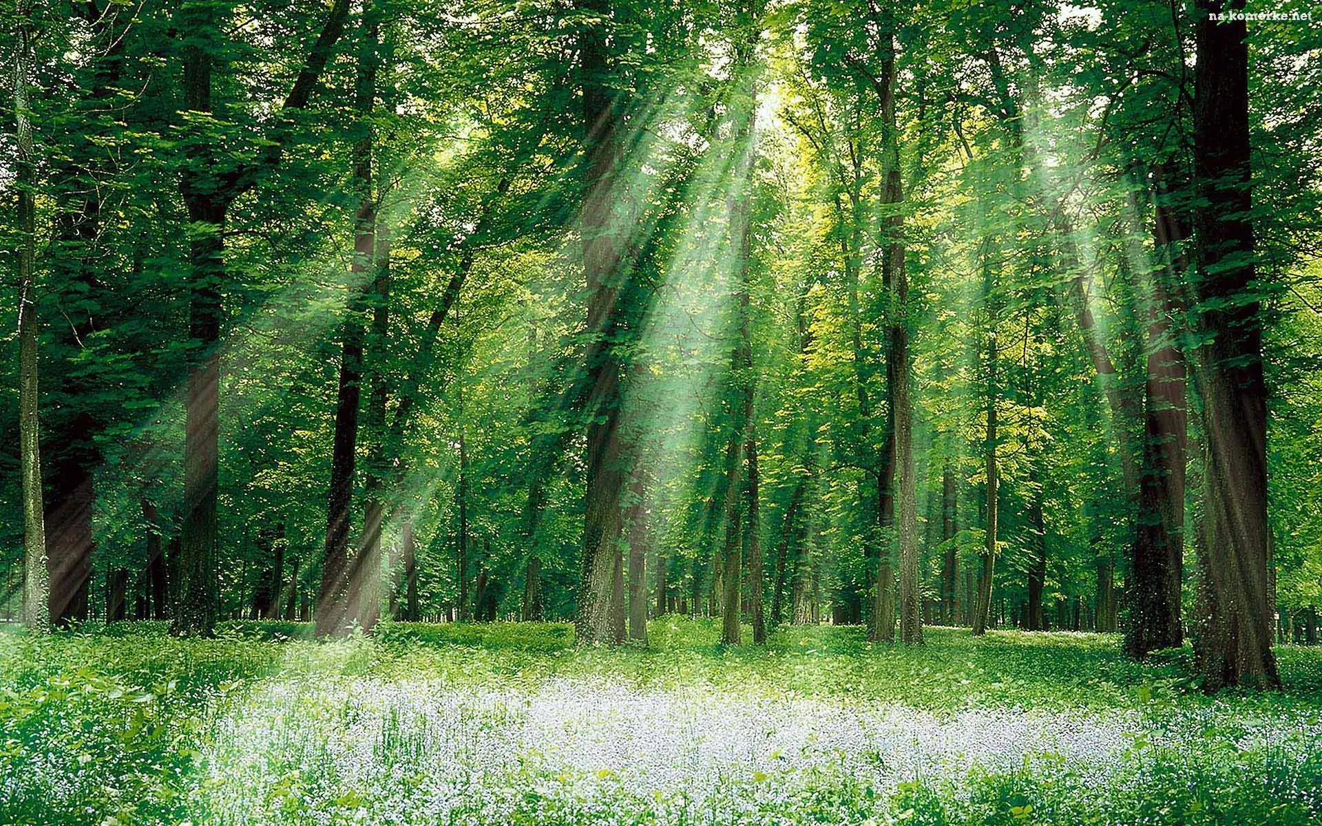 Łąka, Las, Promienie Słońca