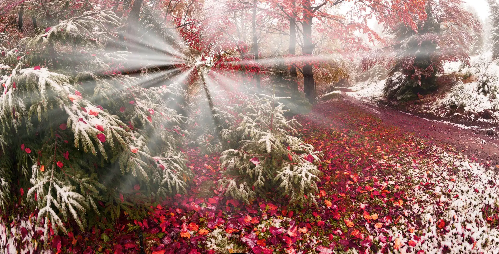 Promienie słońca, Jesień, Śnieg, Las, Drzewa