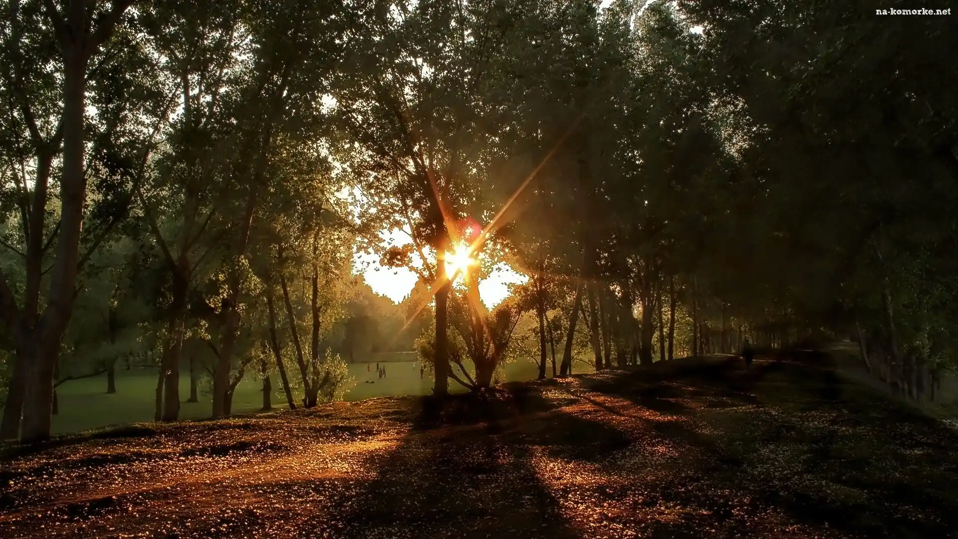Park, Promienie, Słońca