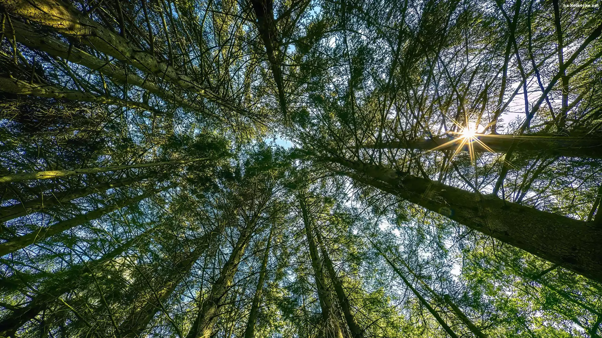 Wierzchołki, Promienie słońca, Las, Drzewa