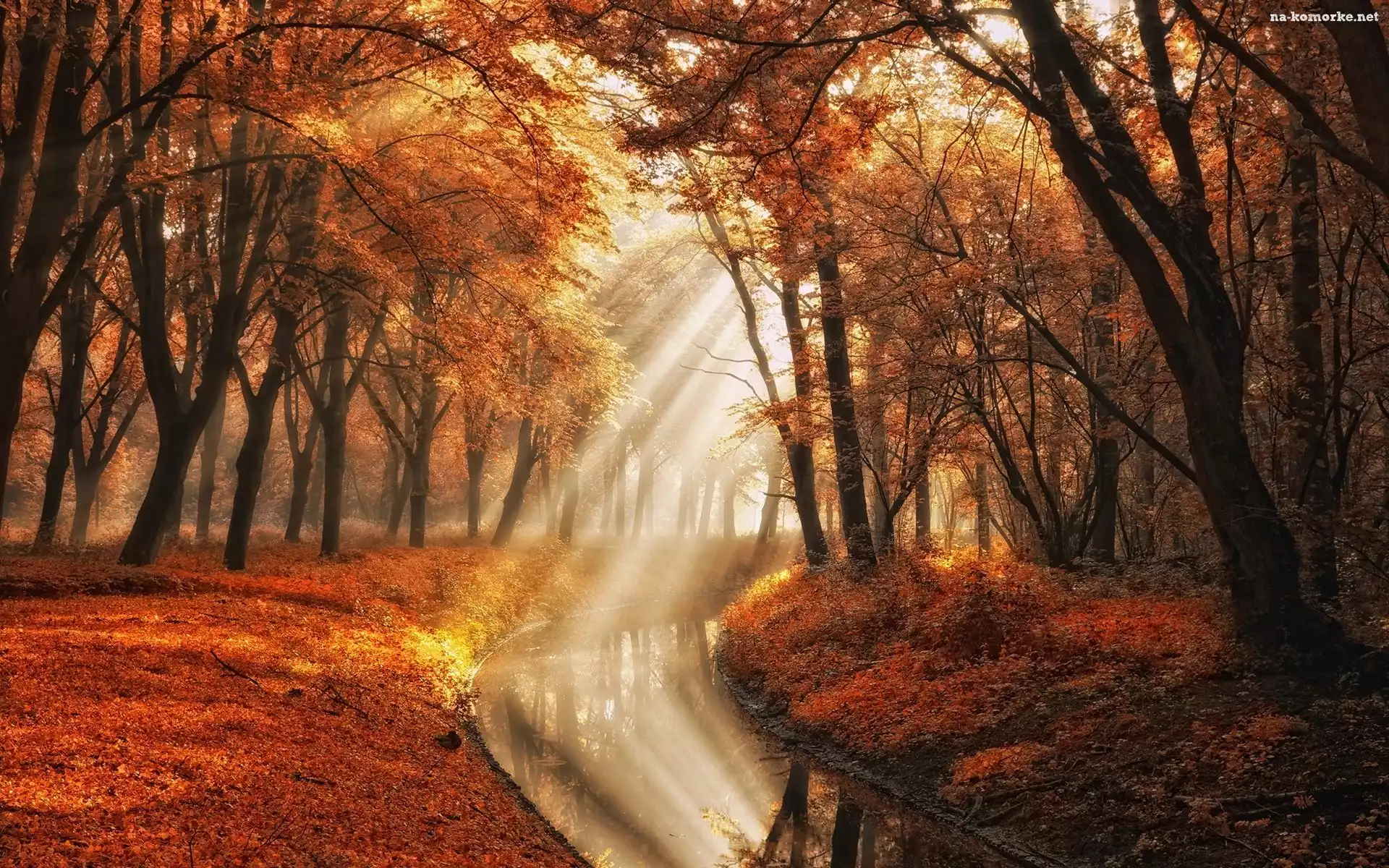 Holandia, Rzeczka, Park Amsterdamse Bos, Przebijące światło, Amsterdam, Amsterdam Forest, Jesień, Drzewa