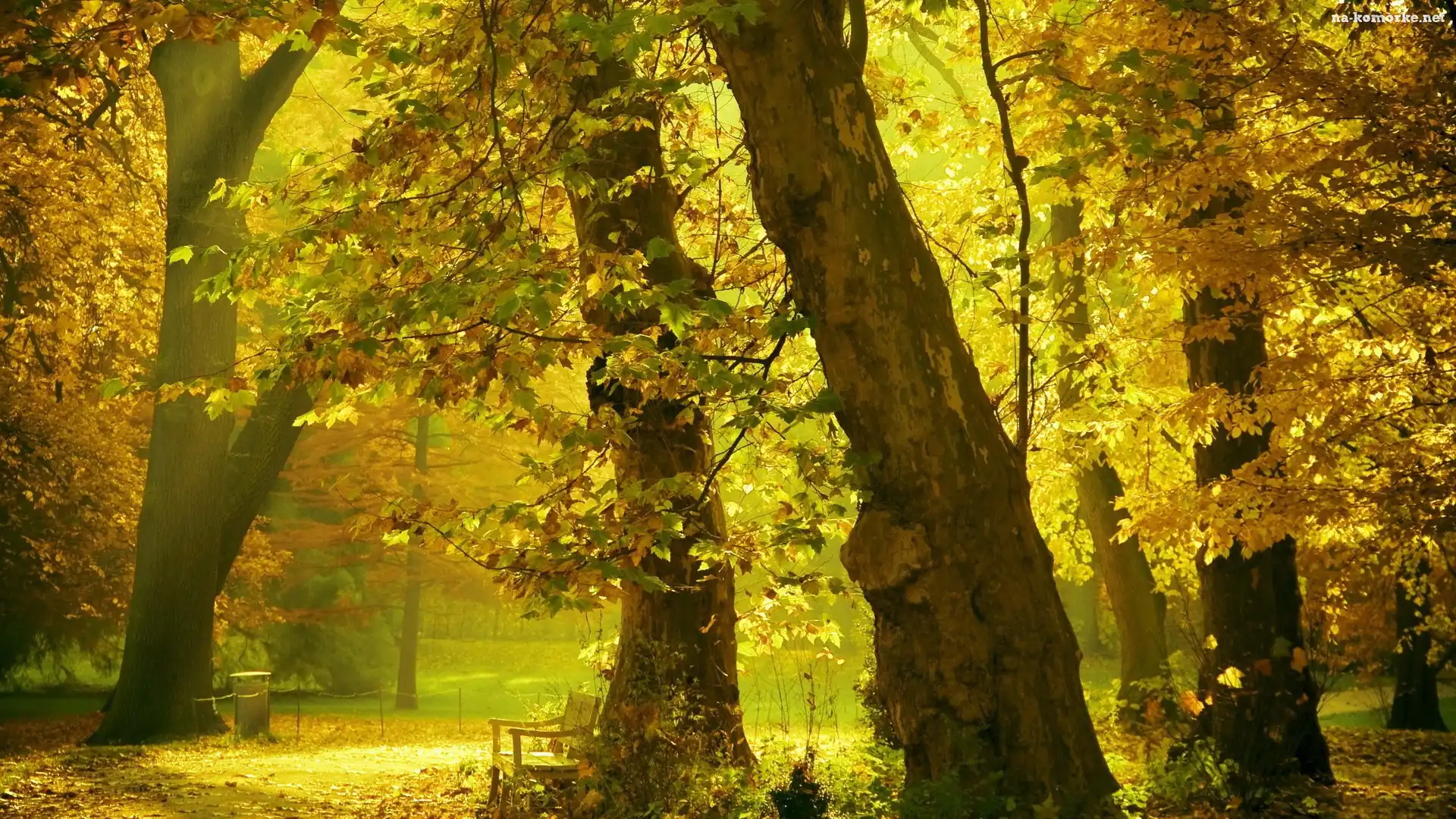 Park, Jesień, Drzewo, Alejki, Ławki, Przebijające, Światło