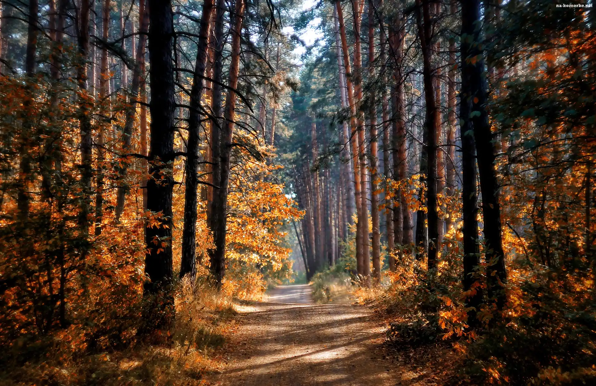 Przebijające, Droga, Las, Jesień, Drzewa, Światło