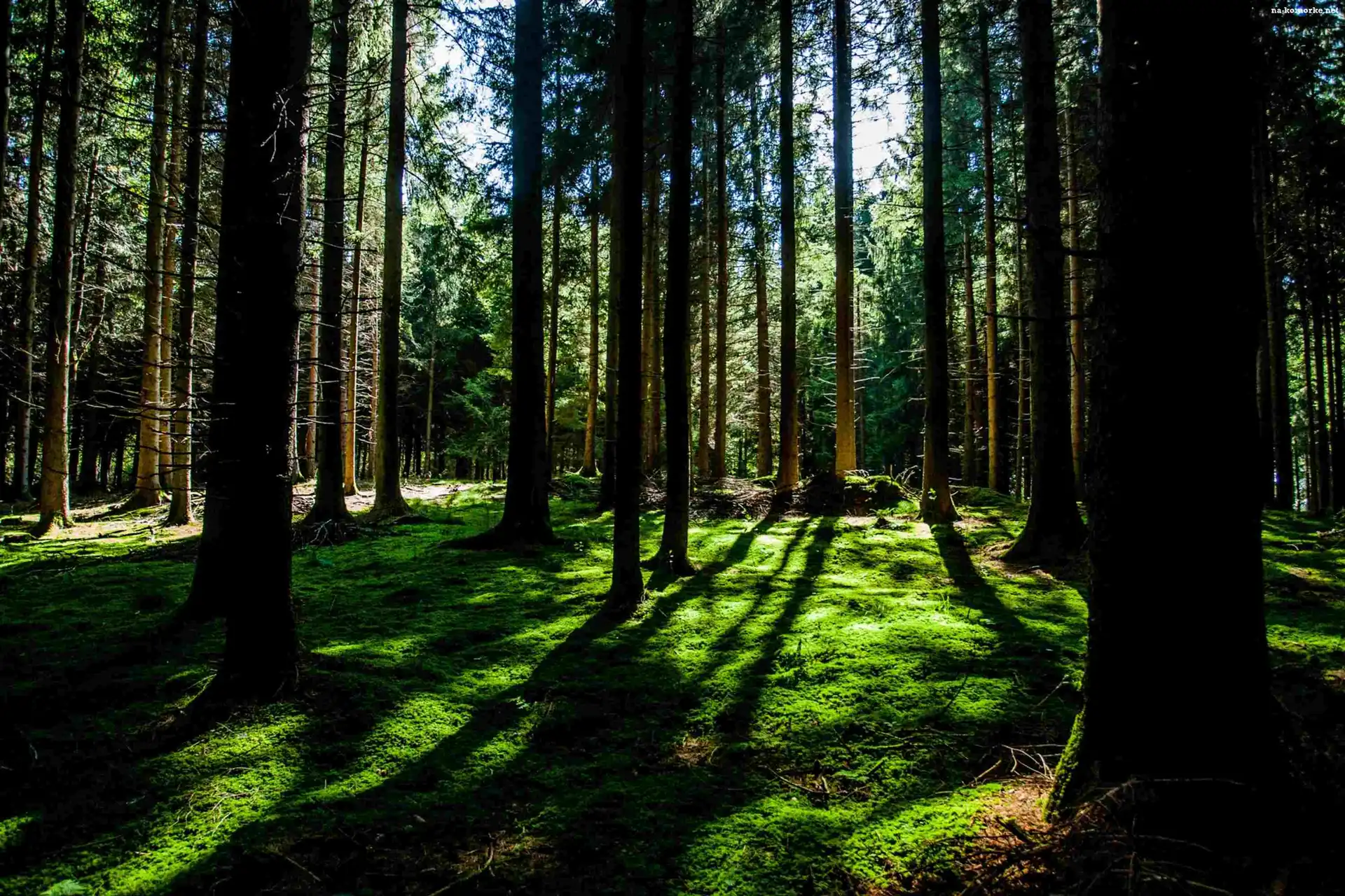 Las, Przebijające, Słońce