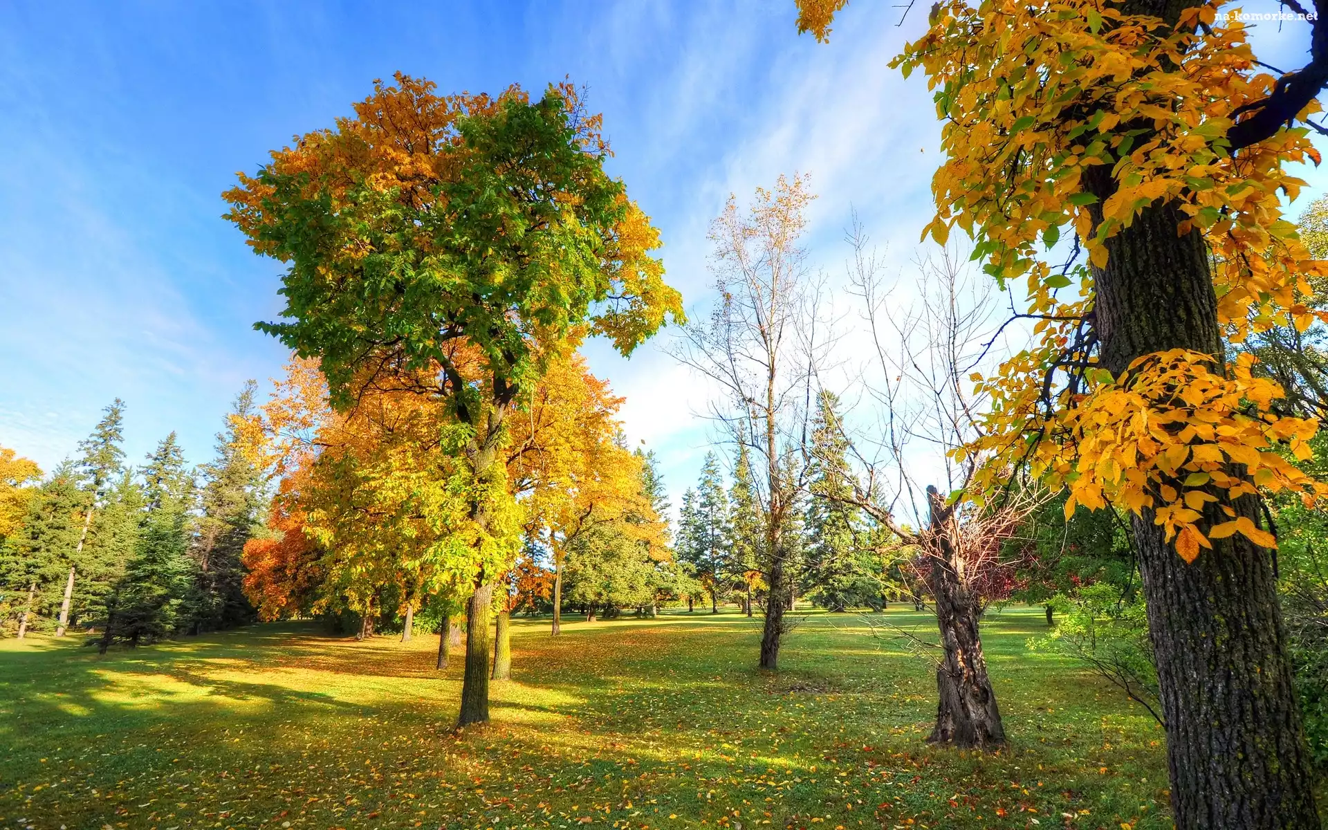 Przebijające, Drzewa, Park, Jesień, Liście, Światło