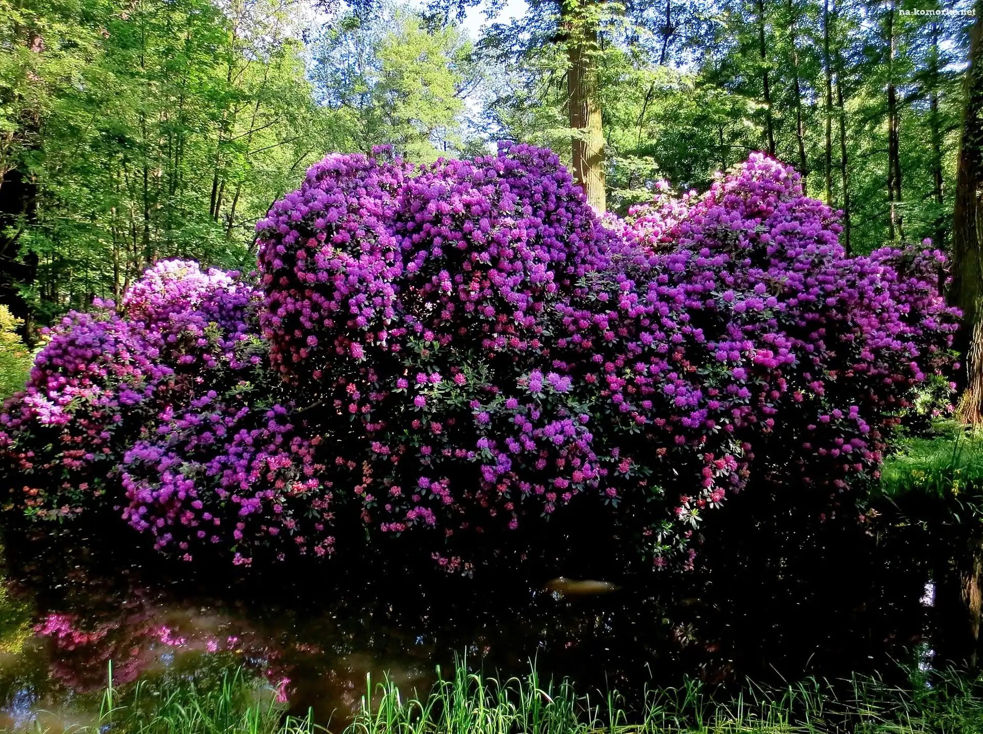 Park, Przebijające, Światło, Zamkowy, Moszna, Staw, Rododendrony