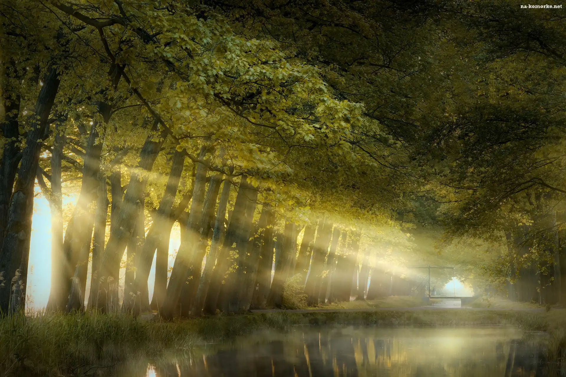 Przebijające światło, Park, Drzewa, Rzeka, Mgła