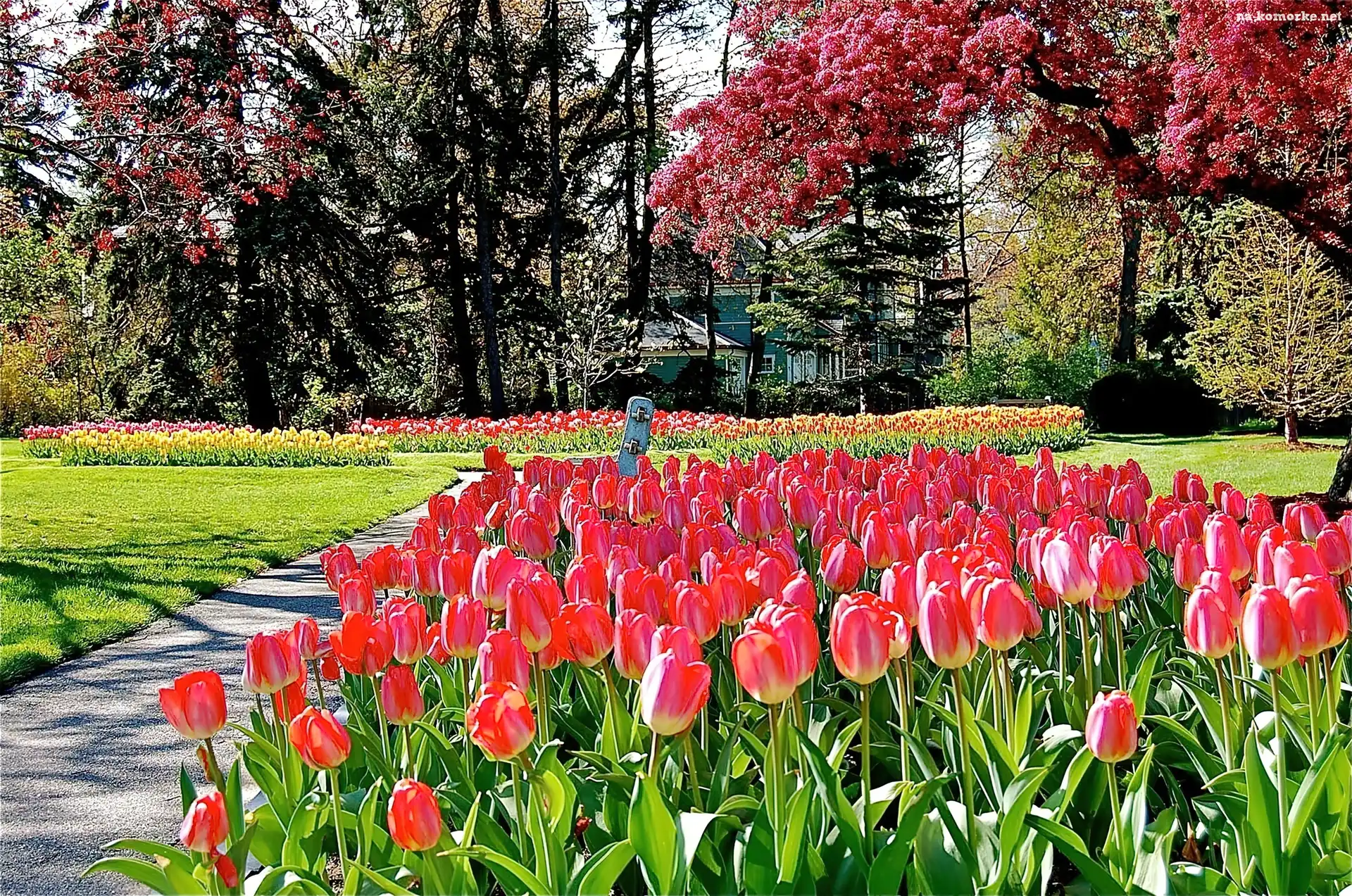 Wiosna, Przebijające, Światło, Park, Kwitnące, Drzewa, Tulipany