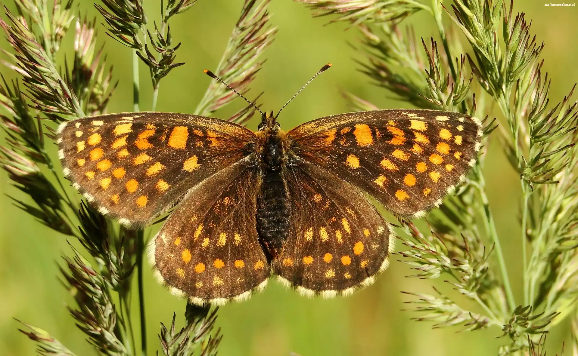 Motyl, Przeplatka atalia