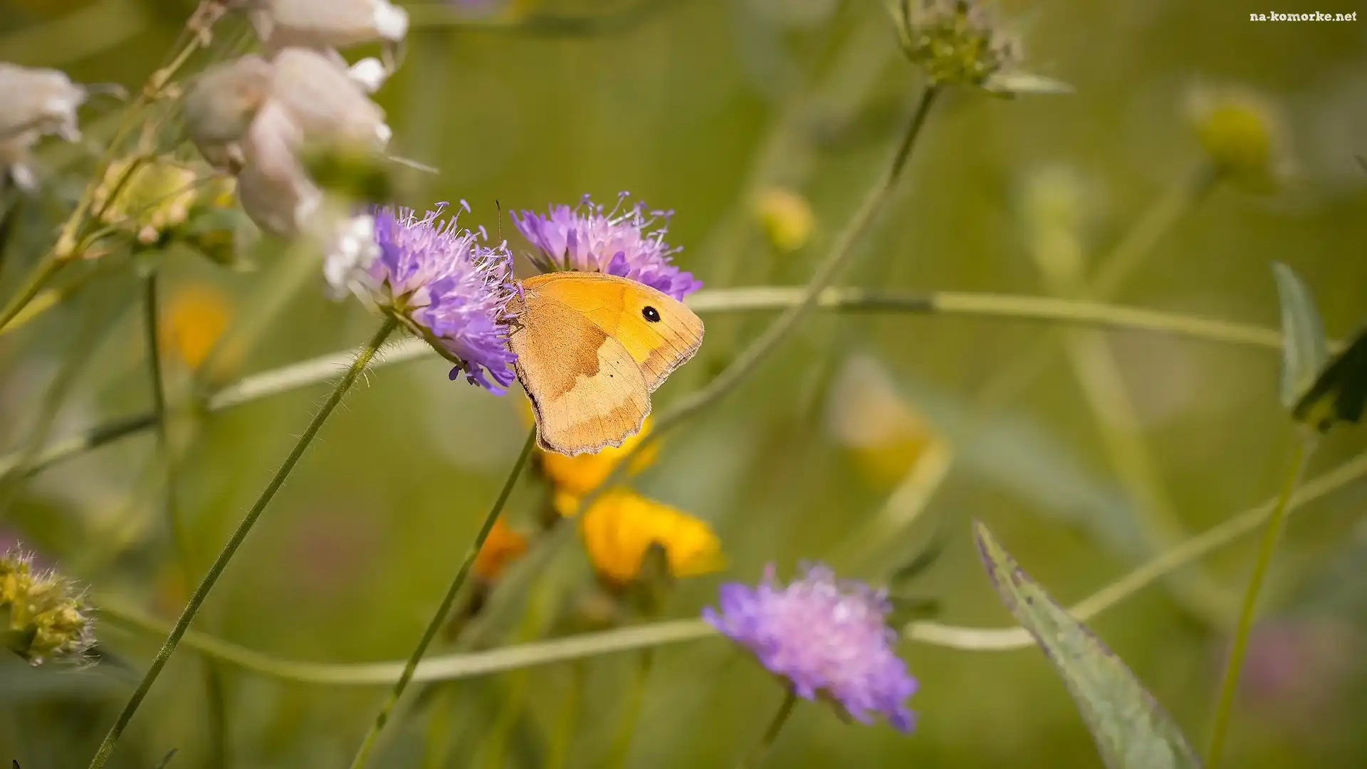 Motyl, Przestrojnik jurtina, Fioletowe, Kwiaty
