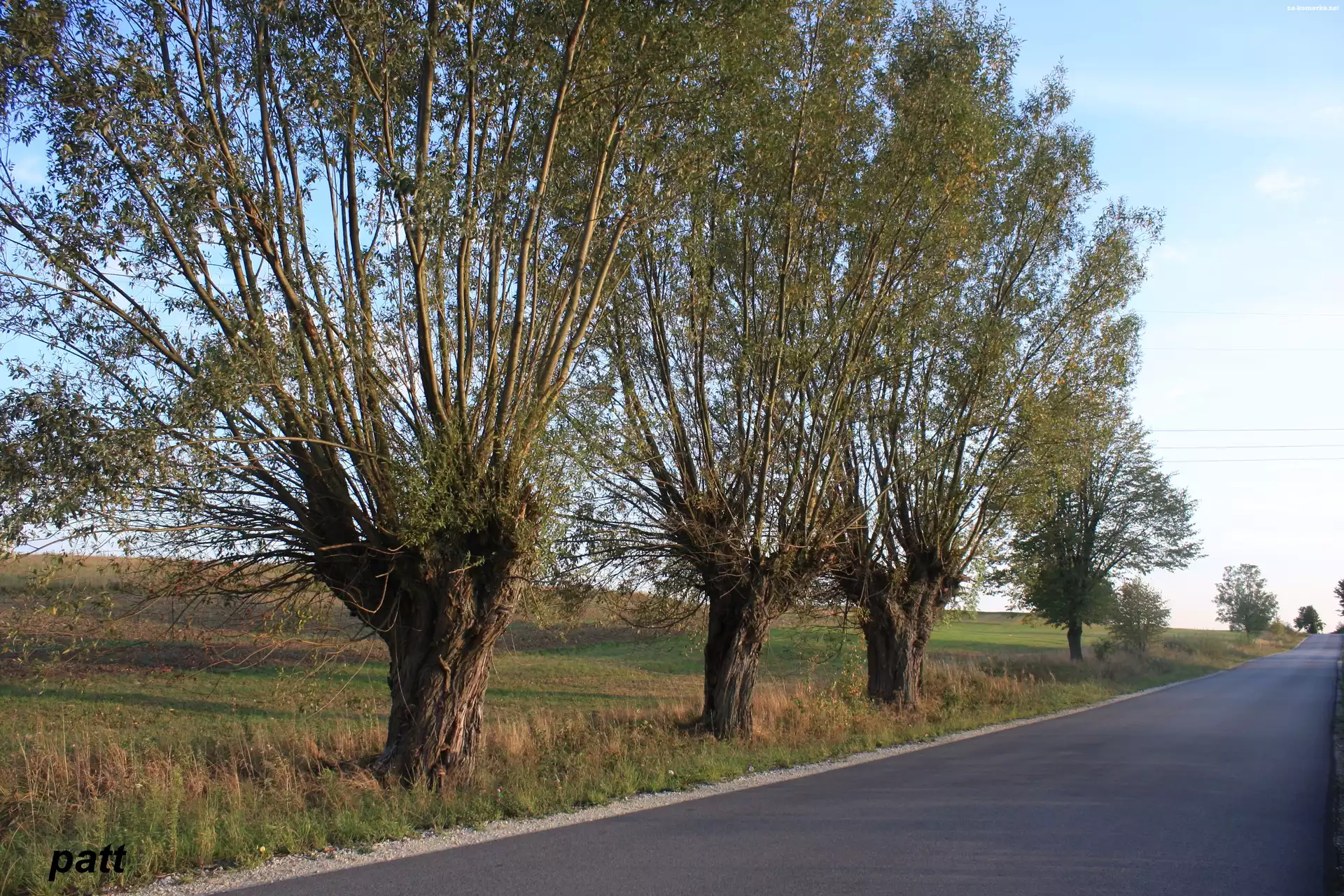 Przydrożne, Wierzby