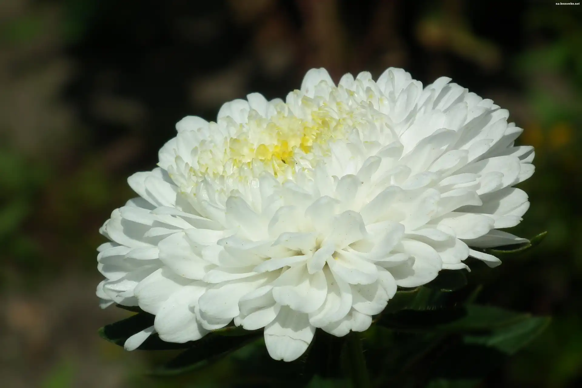 Przyroda, Biały, Kwiat, Aster