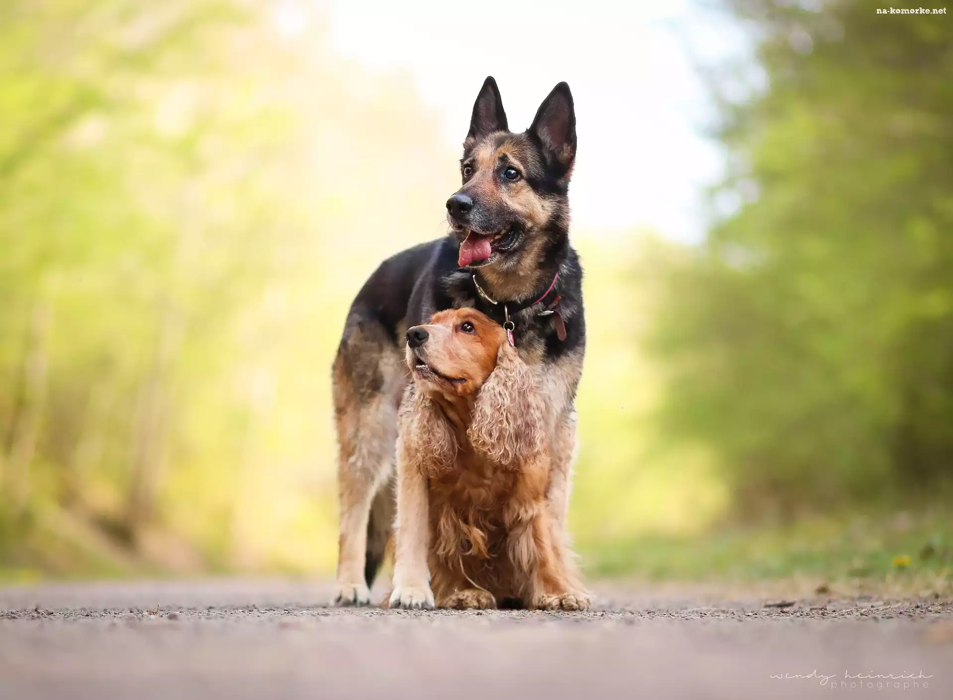 Psy, Owczarek niemiecki, Cocker spaniel