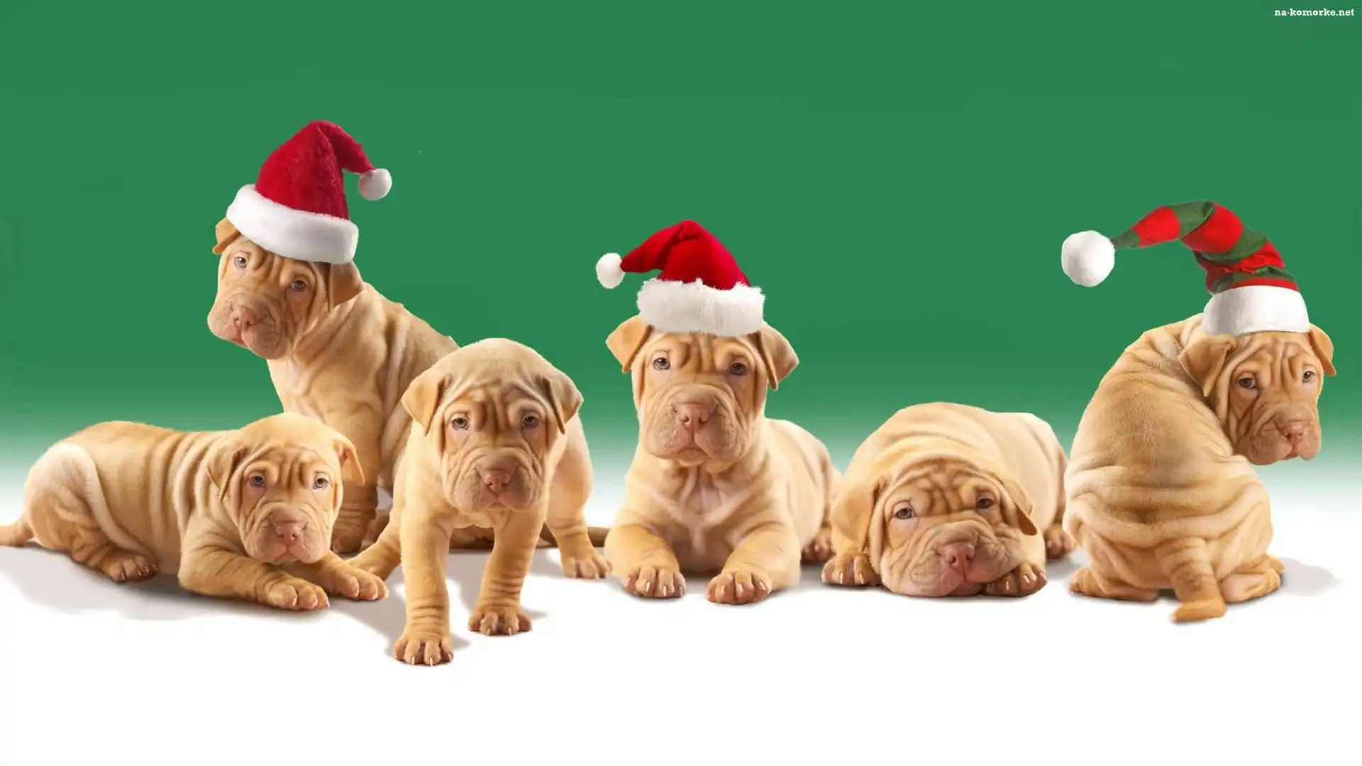 Psy, Shar Pei, Czapki, Mikołaja