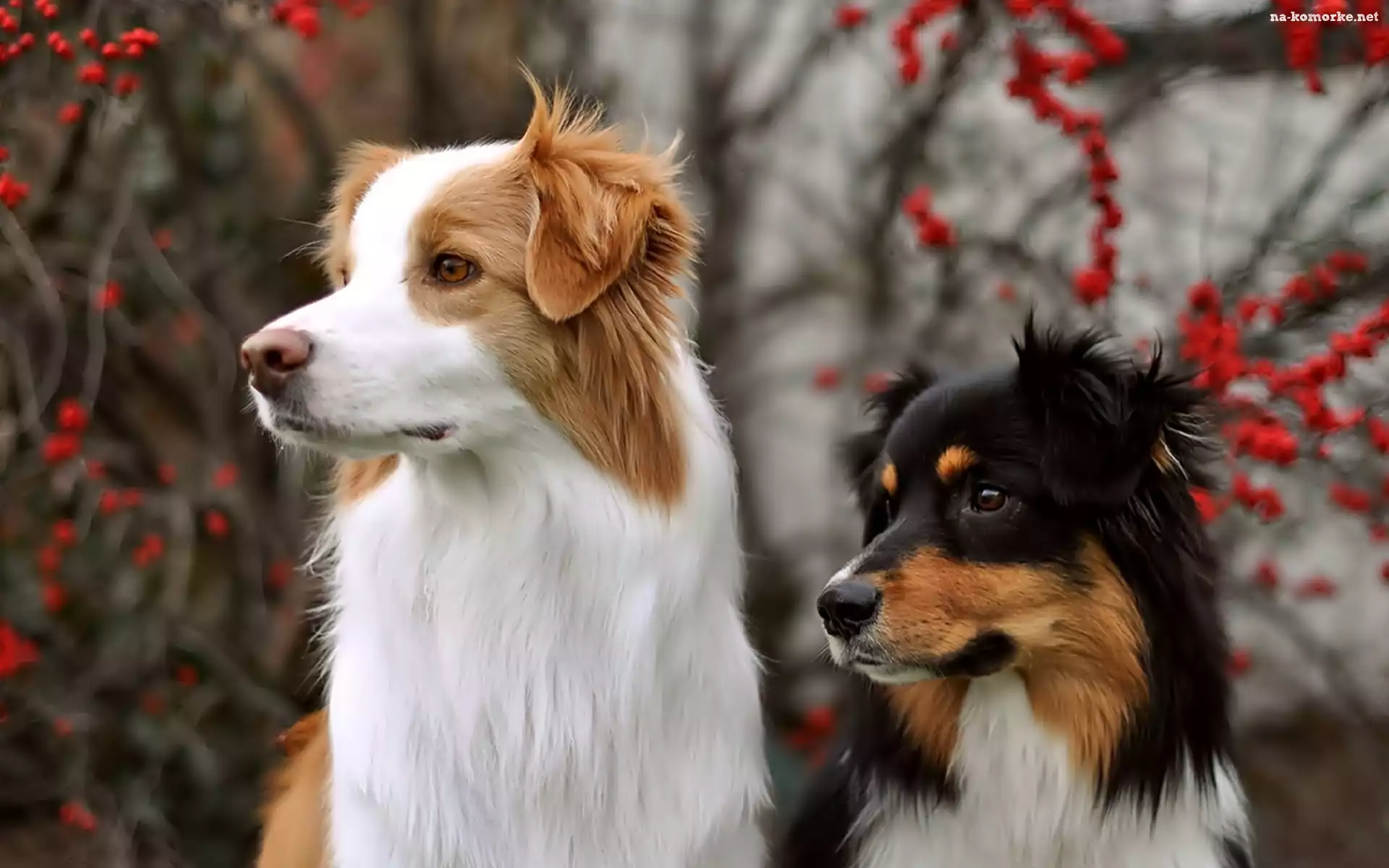 Dwa, Border Collie