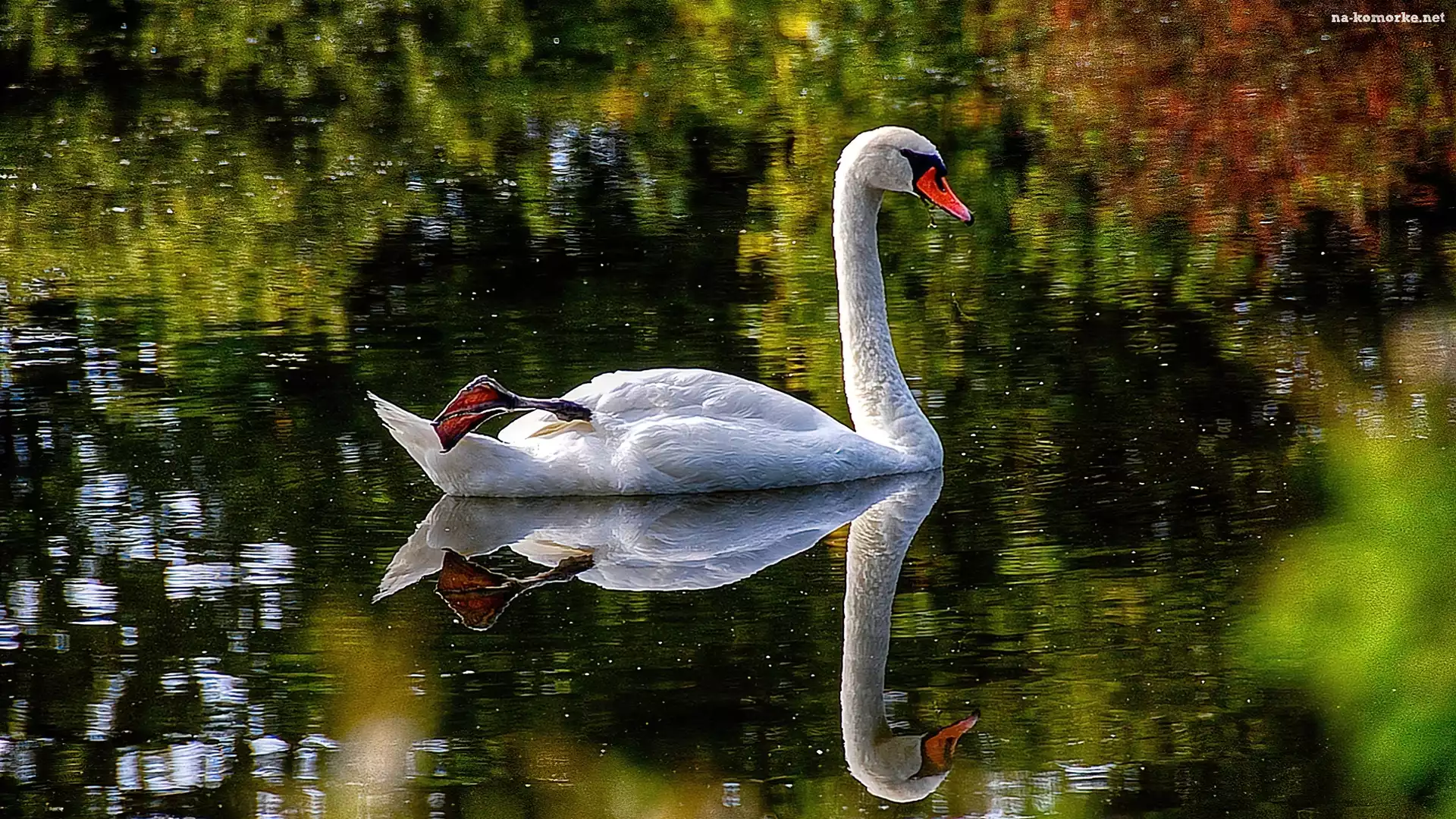 Łabędź, Ptak, Woda