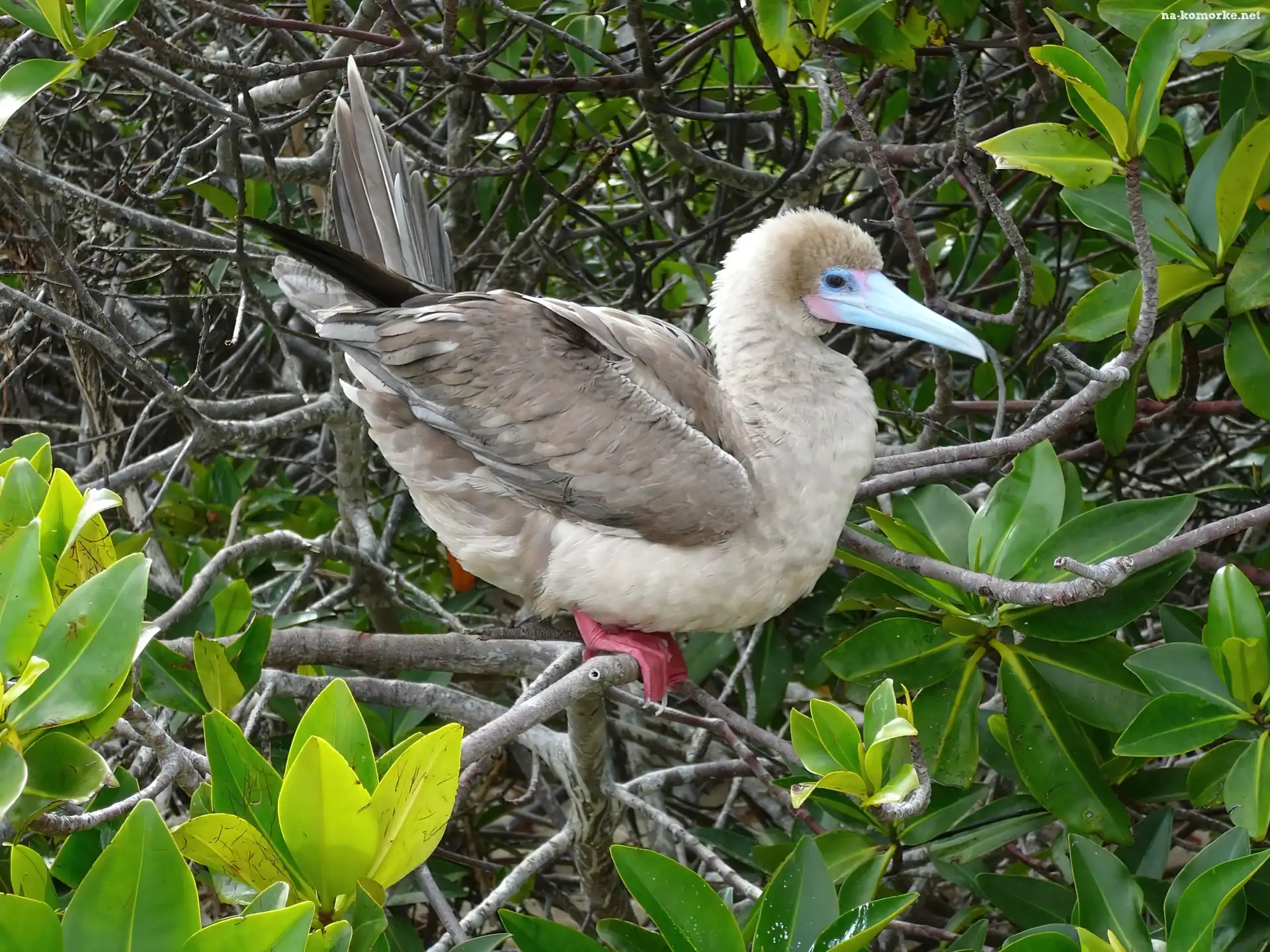 Ptak, Liście, Red Stąpający Booby, Gałązki