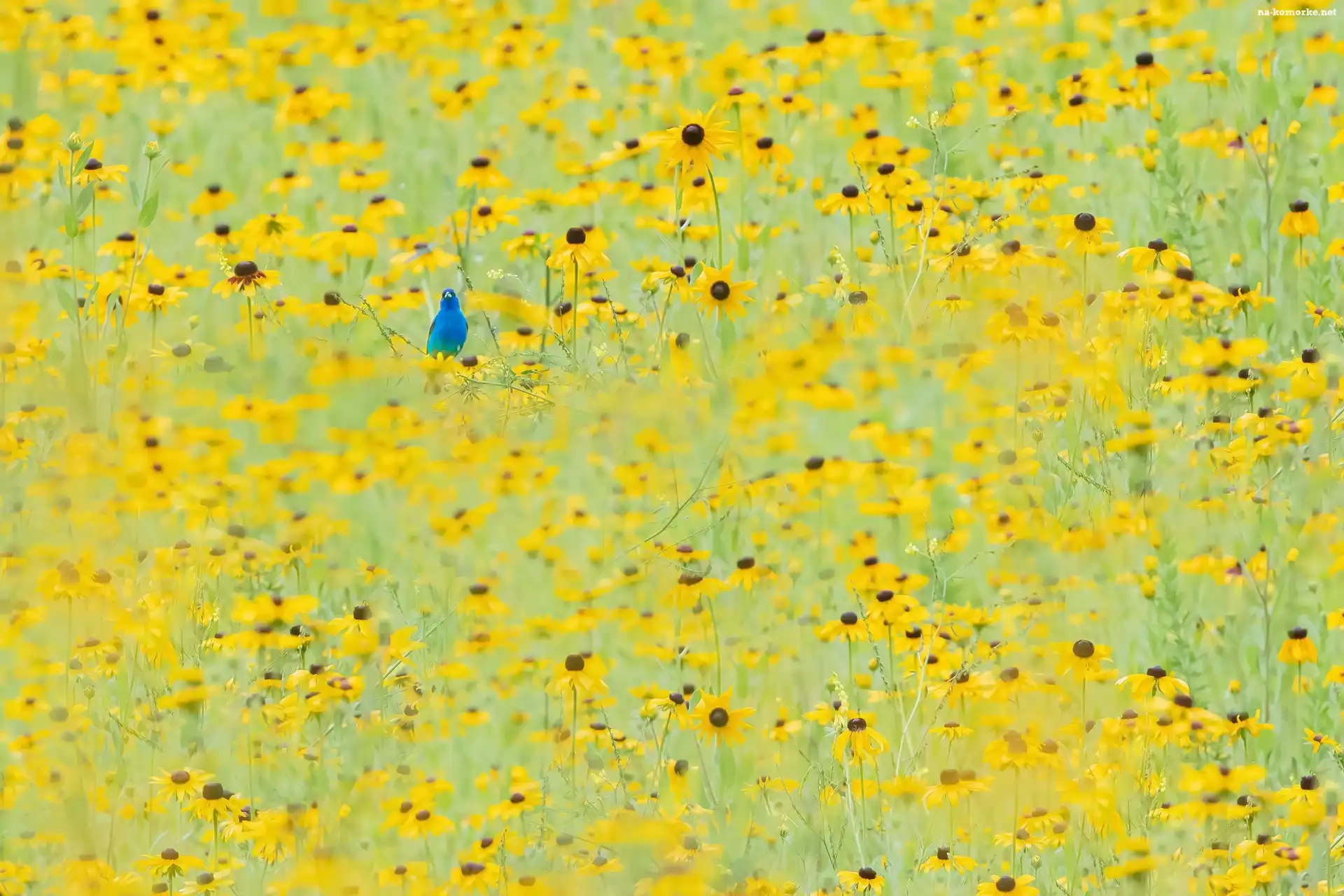 Ptak, Żółte, Kwiaty, Rudbekia, Niebieski