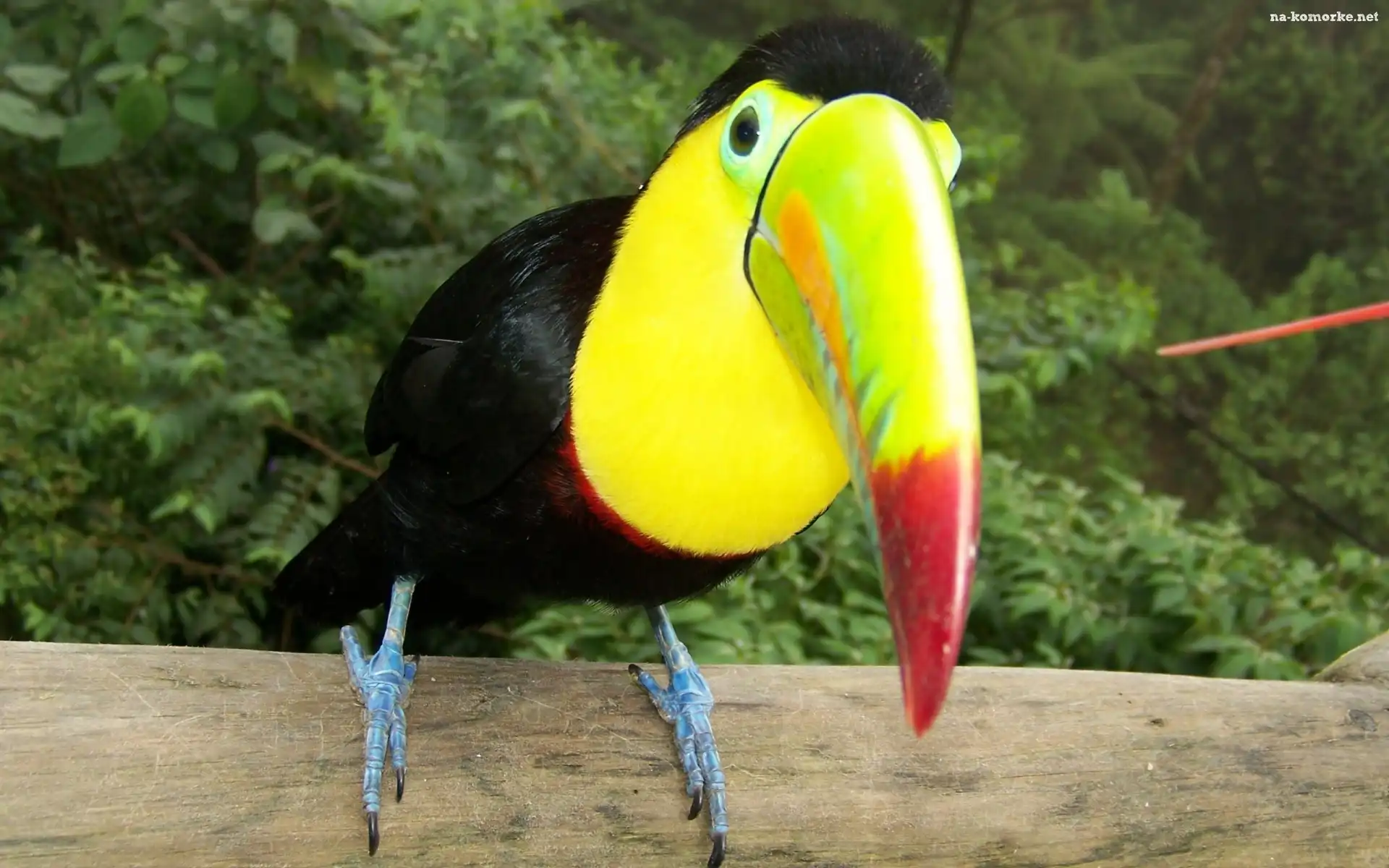 Ptak, Tukan