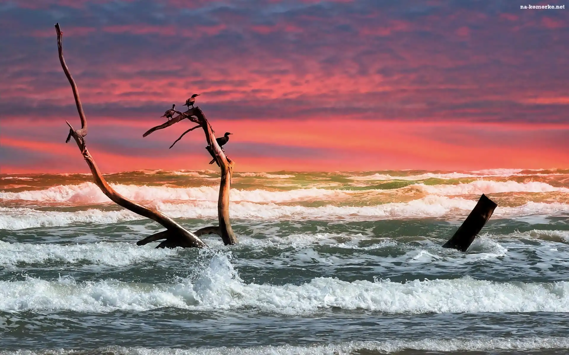 Ptaki, Fale, Ocean, Słońca, Gałąź, Wschód