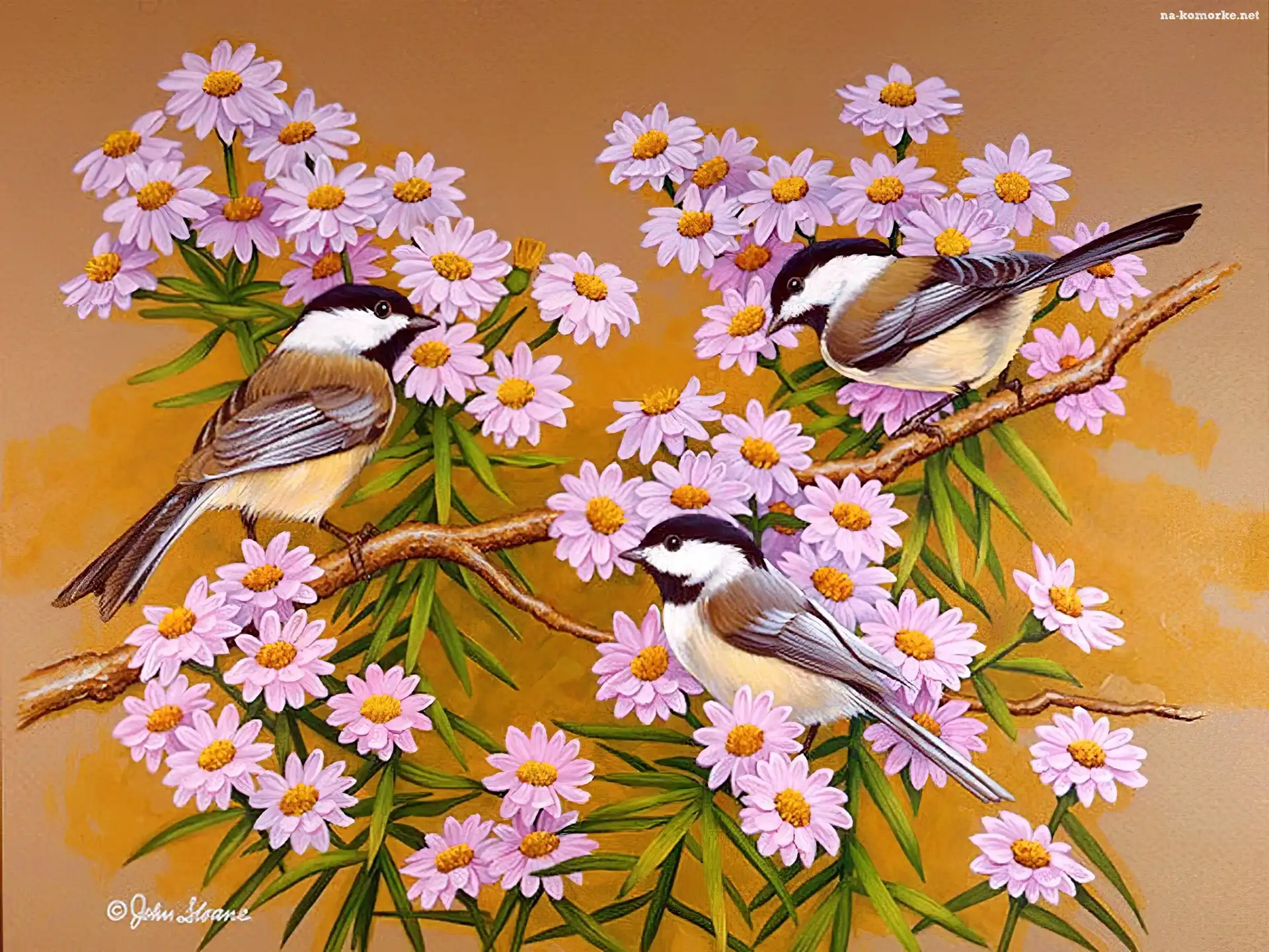 Ptaki, Liliowe, Kwiatki, Trzy, Kolorowe