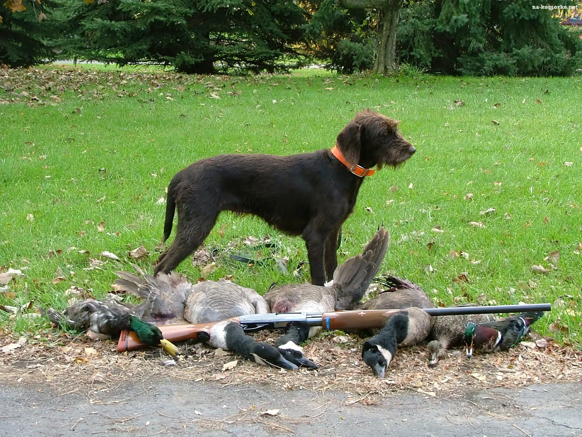 Pudel Pointer, kaczki, strzelba, zabite