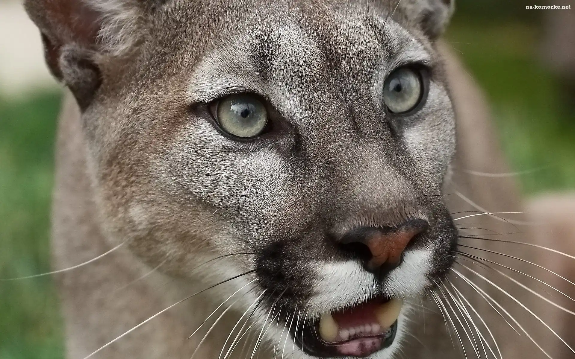 Puma, Głowa