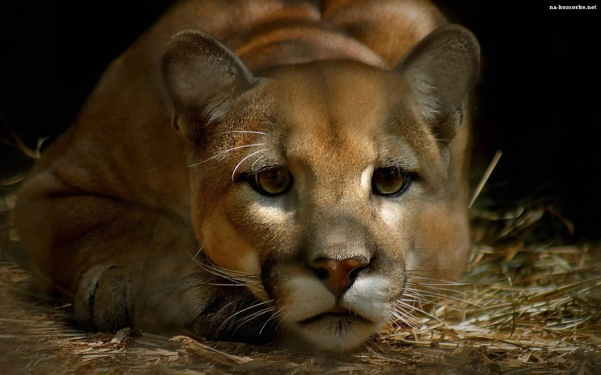 Puma, Odpoczynek