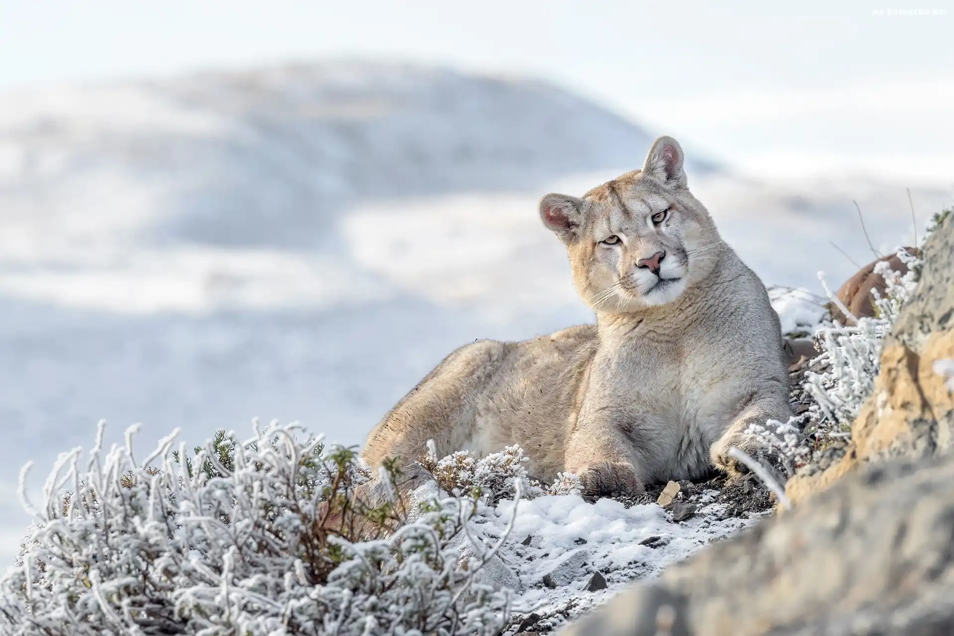 Puma, Śnieg, Oszronione, Rośliny