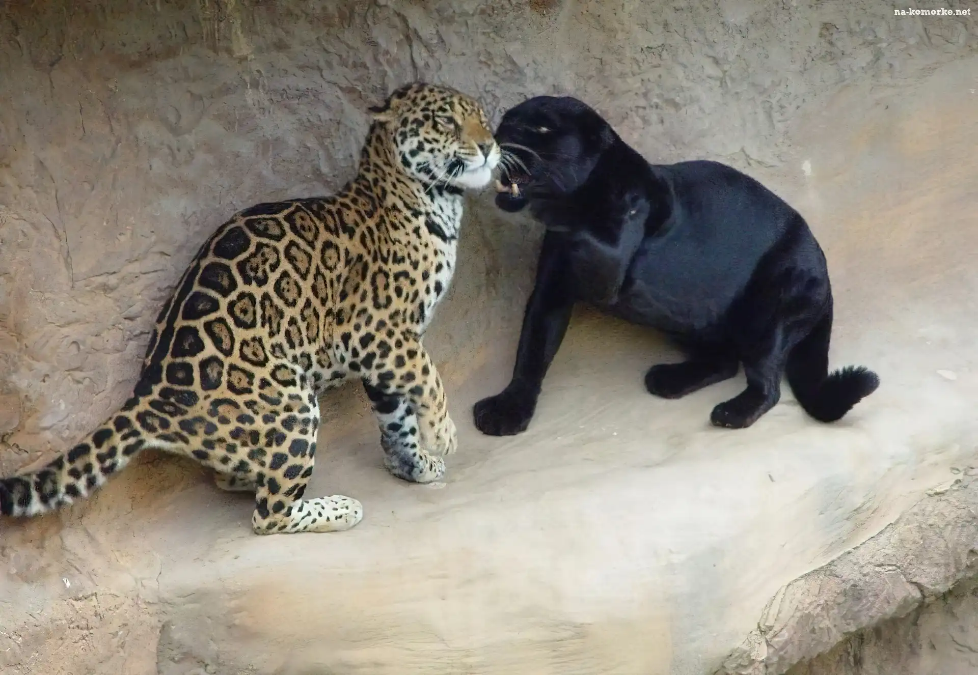 Puma, Pantera
