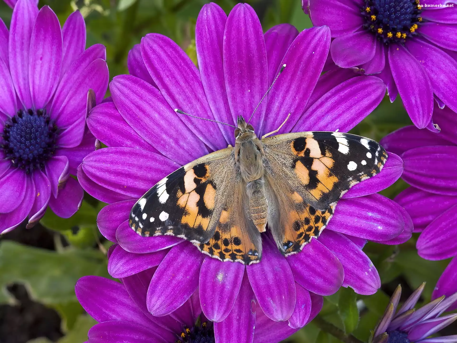 Motyl, Purpurowe, Kwiaty