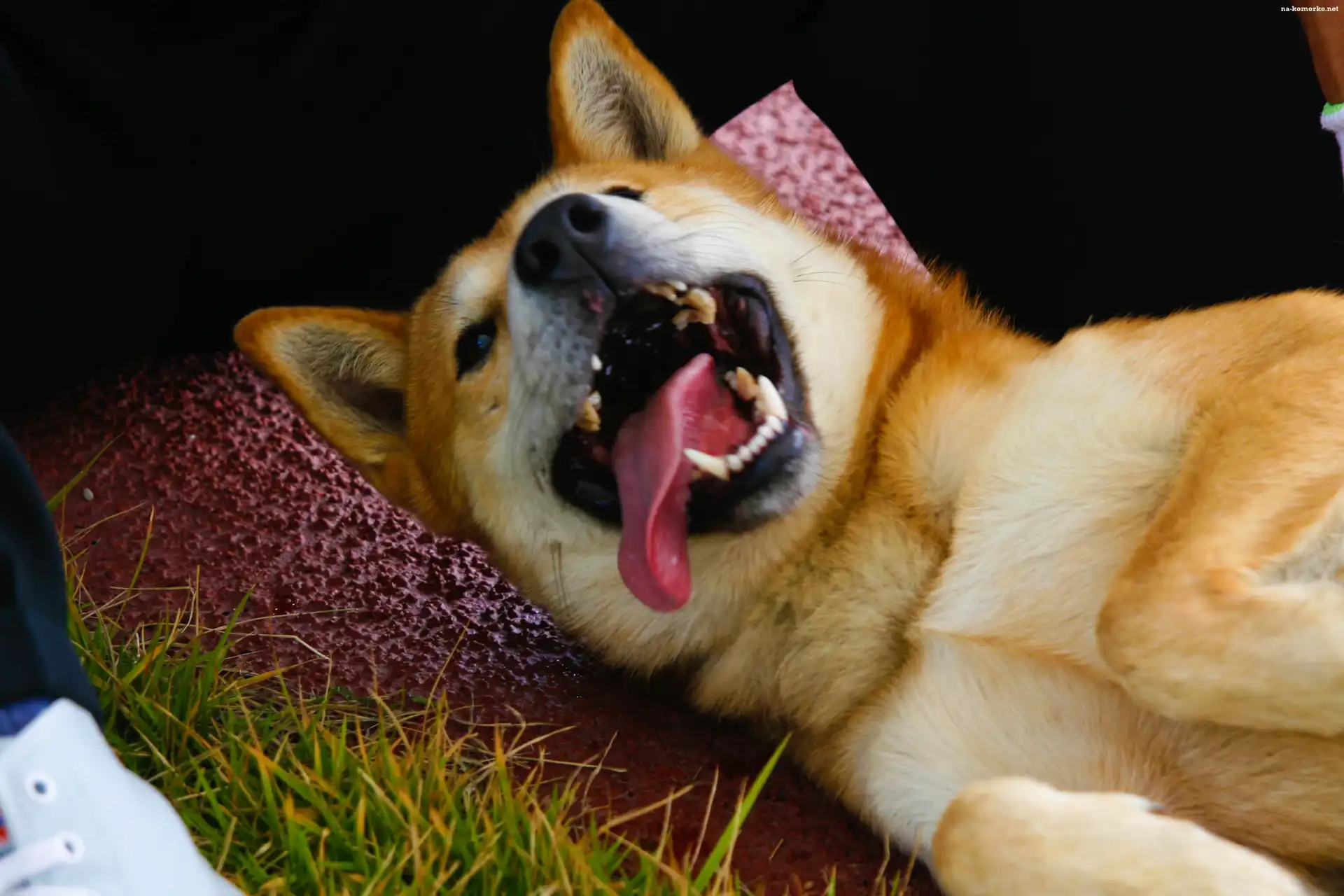 pysk, Jindo, język, kły