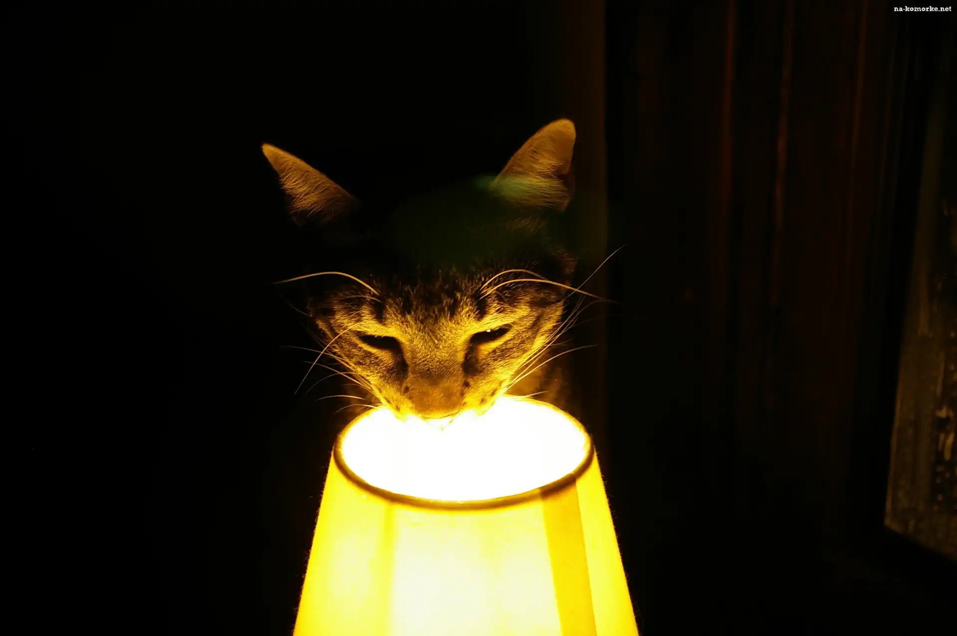 Kot, Pyszczek, Lampa