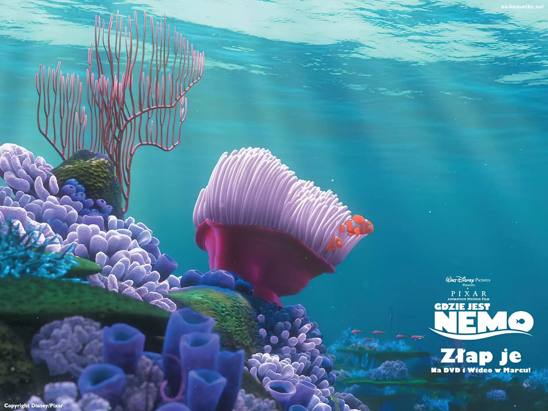 Film animowany, Rafa, Gdzie jest Nemo, Finding Nemo
