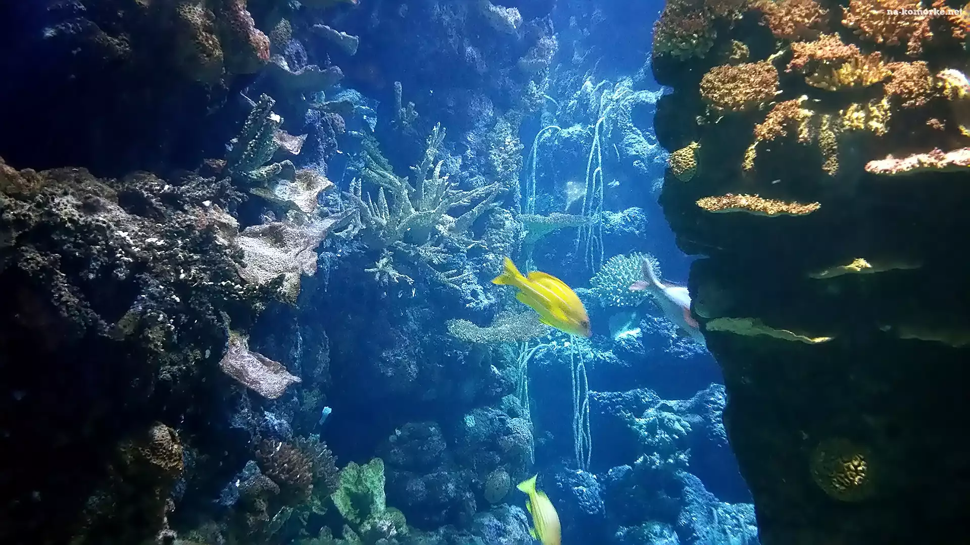 Rafa Koralowa, Oceanarium, Burgers, ZOO, Holandia